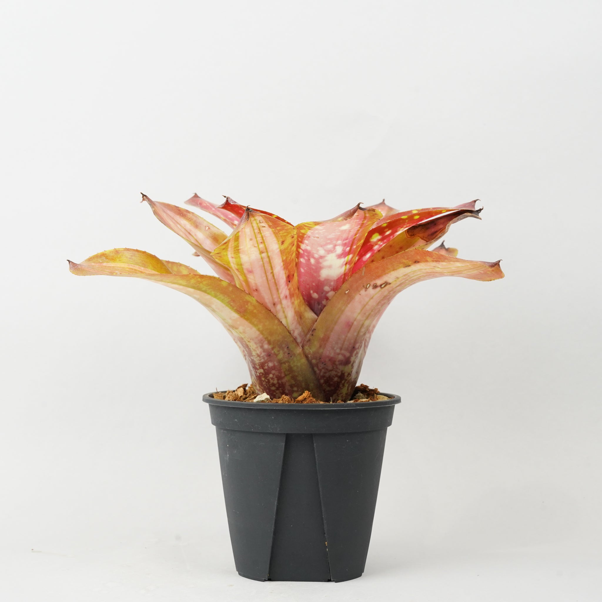 ネオレゲリア ブレイジングファイヤー 「Neoregelia 'Brazing Fire'」 TA0020