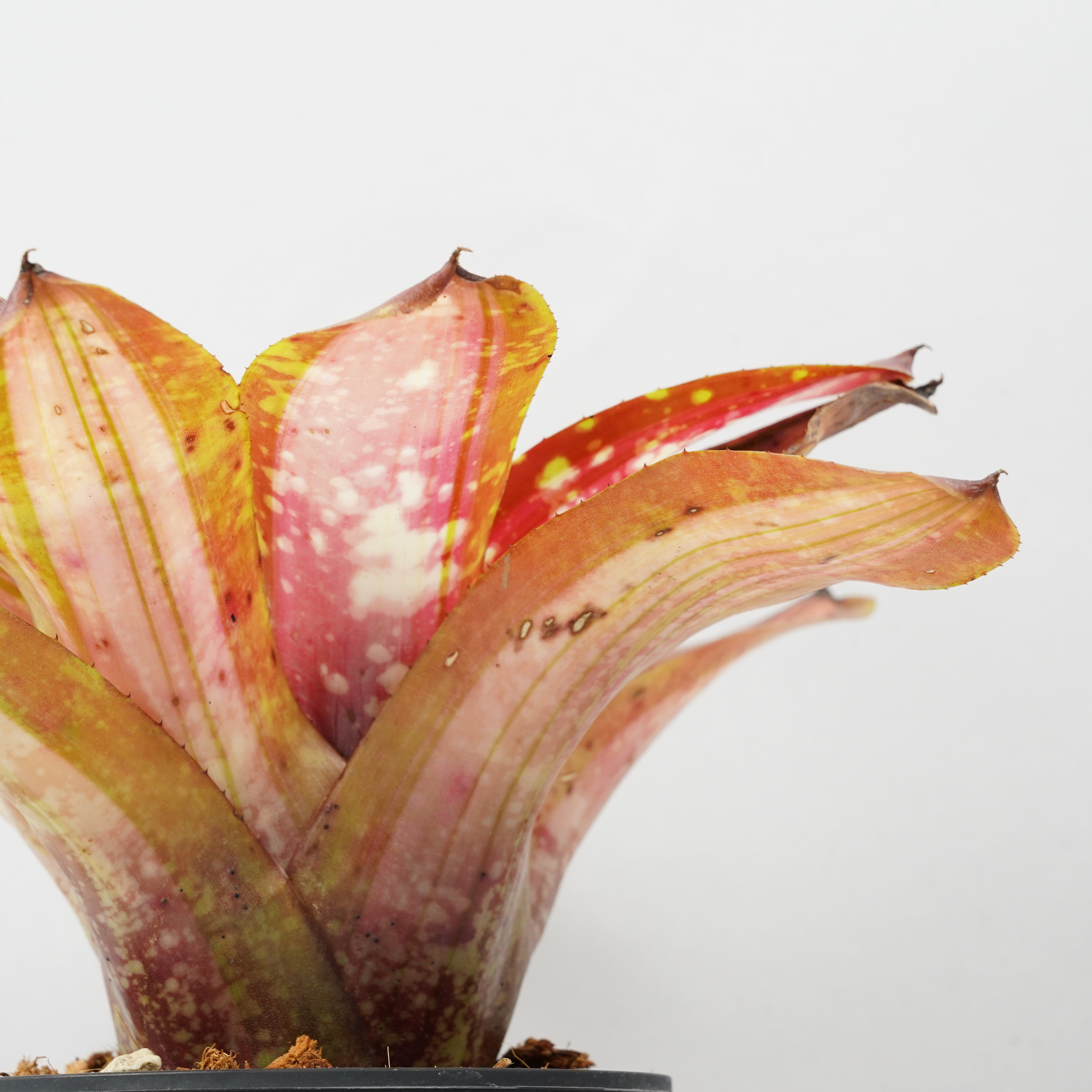 ネオレゲリア ブレイジングファイヤー 「Neoregelia 'Brazing