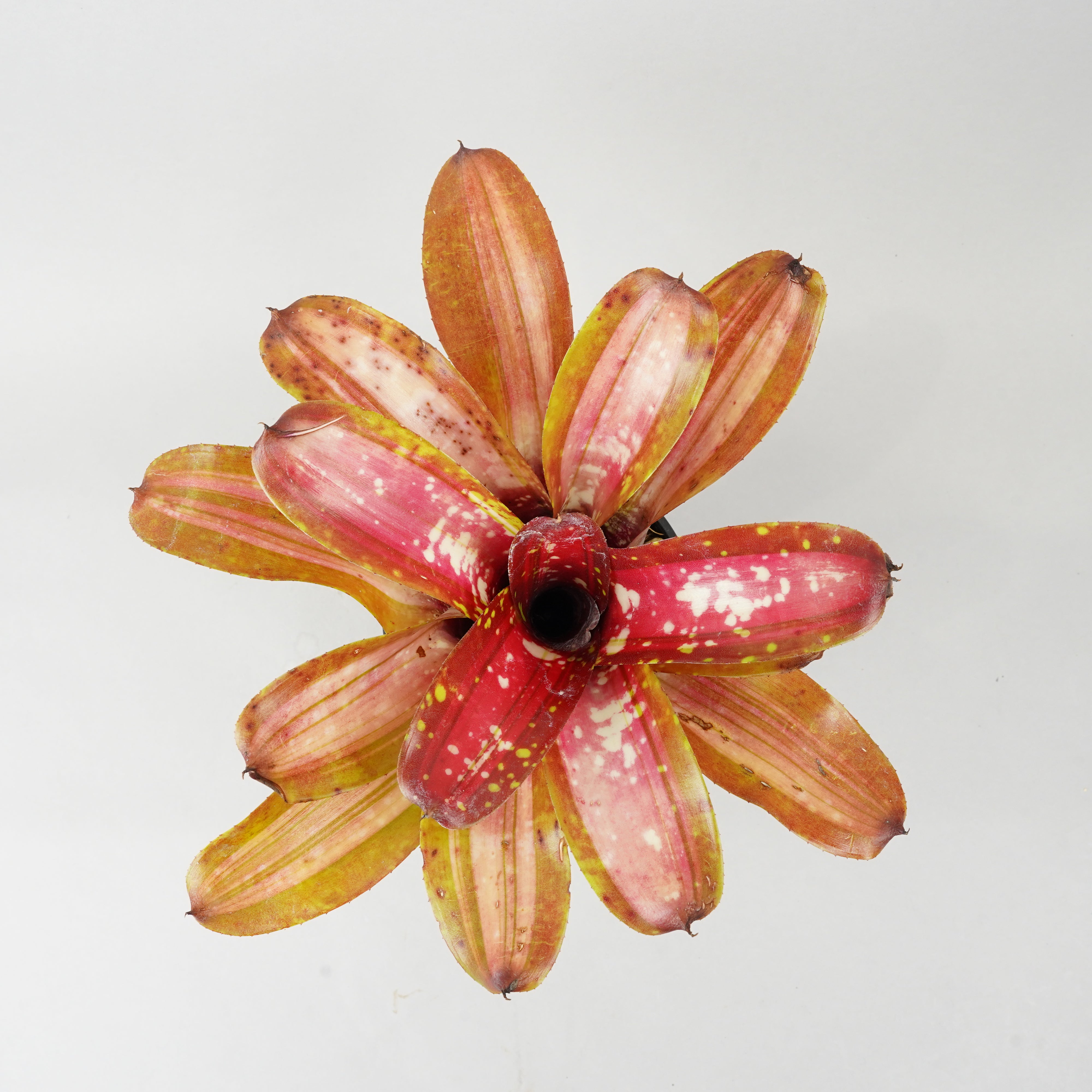 ネオレゲリア ブレイジングファイヤー 「Neoregelia 'Brazing