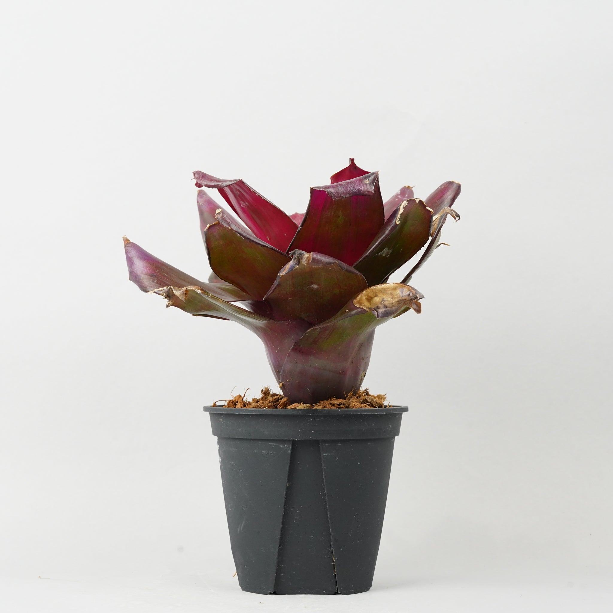 ネオレゲリア ハイブリッド パープル  「Neoregelia 'Hybrid Purple'」TA0021