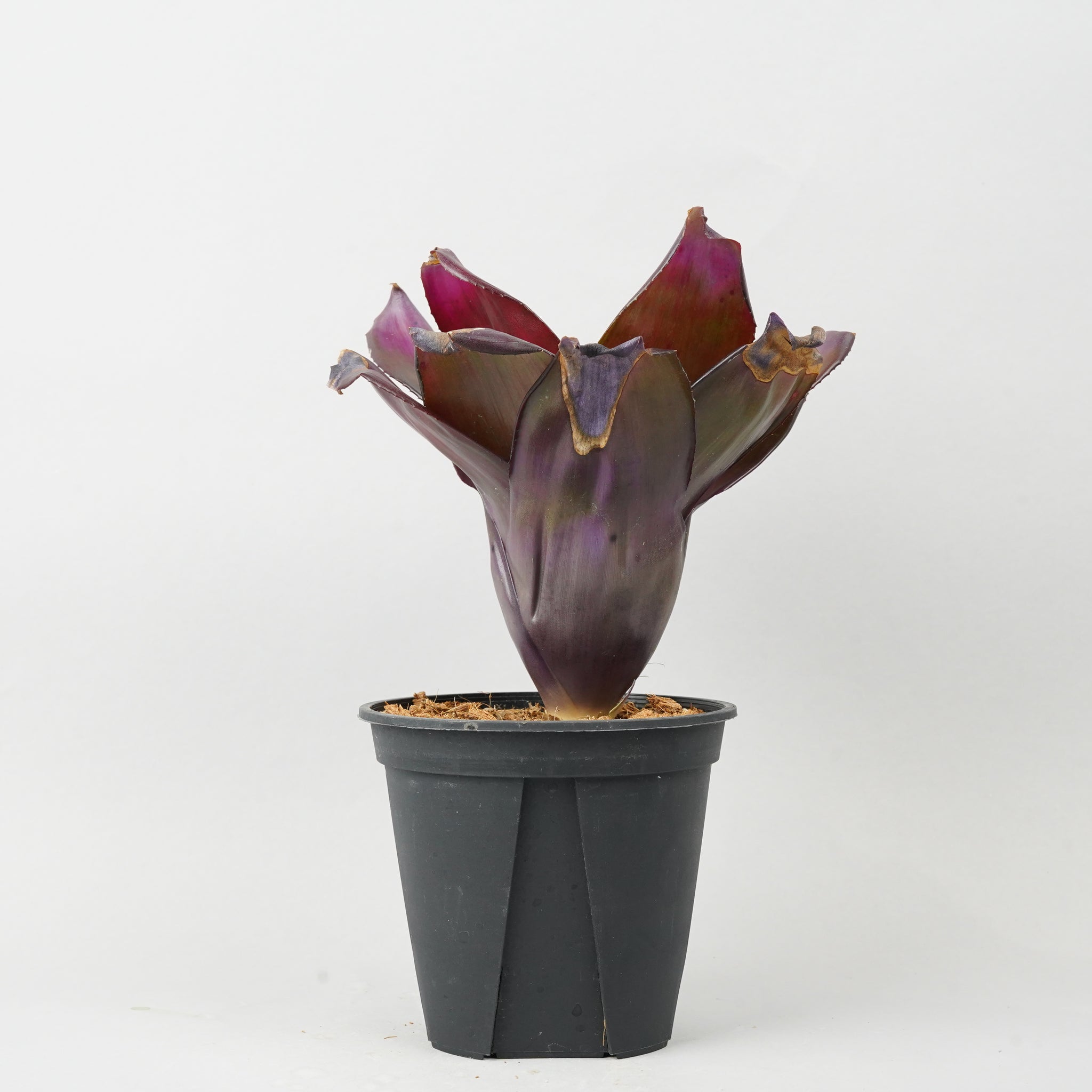 ネオレゲリア ハイブリッド パープル  「Neoregelia 'Hybrid Purple'」TA0022