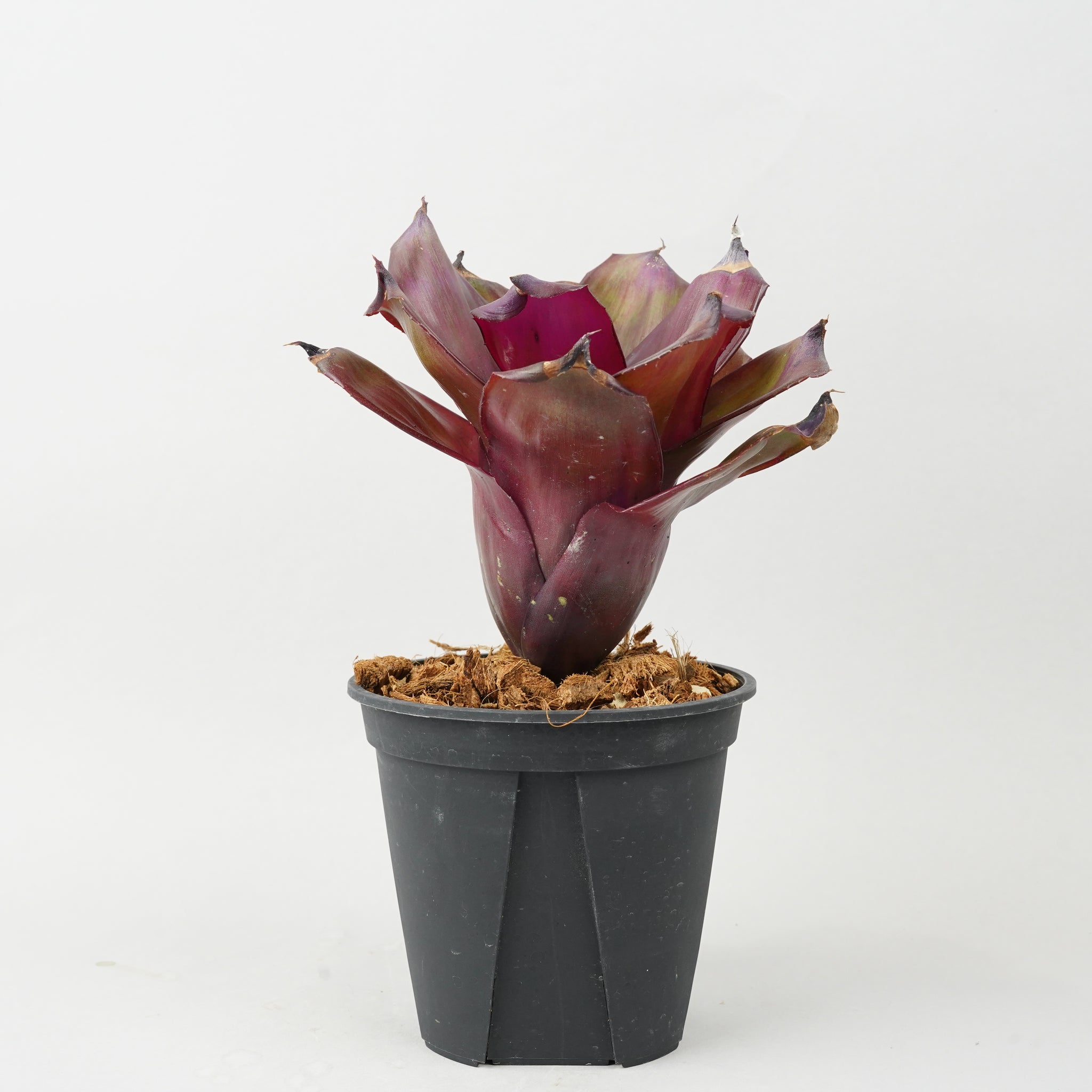 ネオレゲリア ハイブリッド パープル  「Neoregelia 'Hybrid Purple'」TA0023