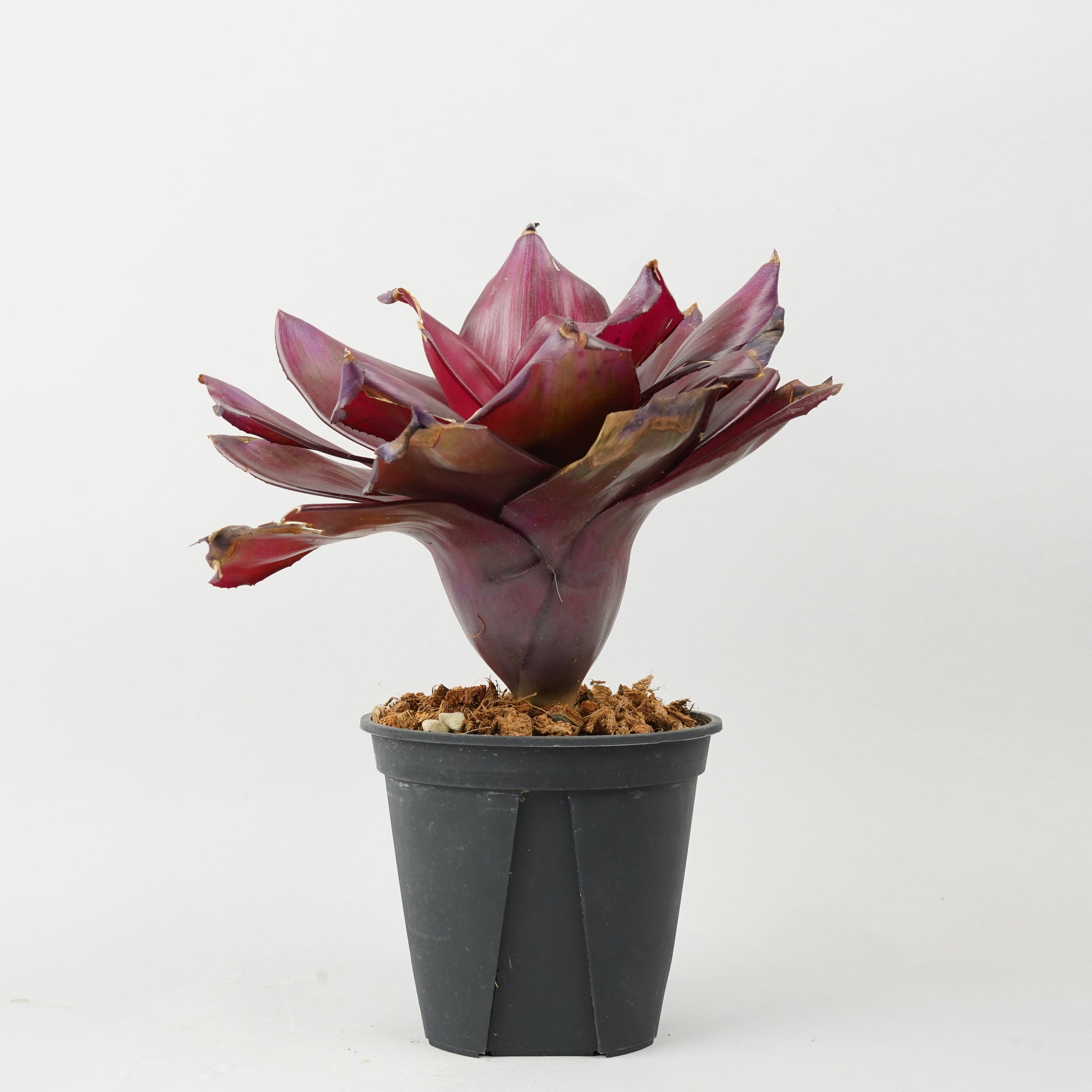 ネオレゲリア ハイブリッド パープル  「Neoregelia 'Hybrid Purple'」TA0024