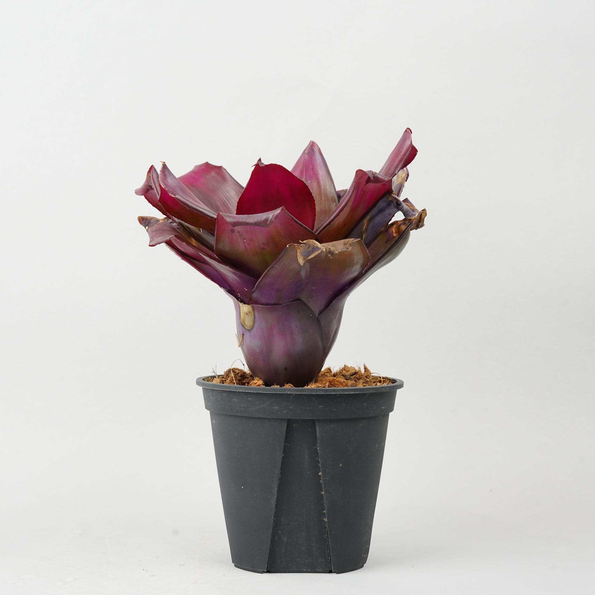 ネオレゲリア ハイブリッド パープル  「Neoregelia 'Hybrid Purple'」TA0025