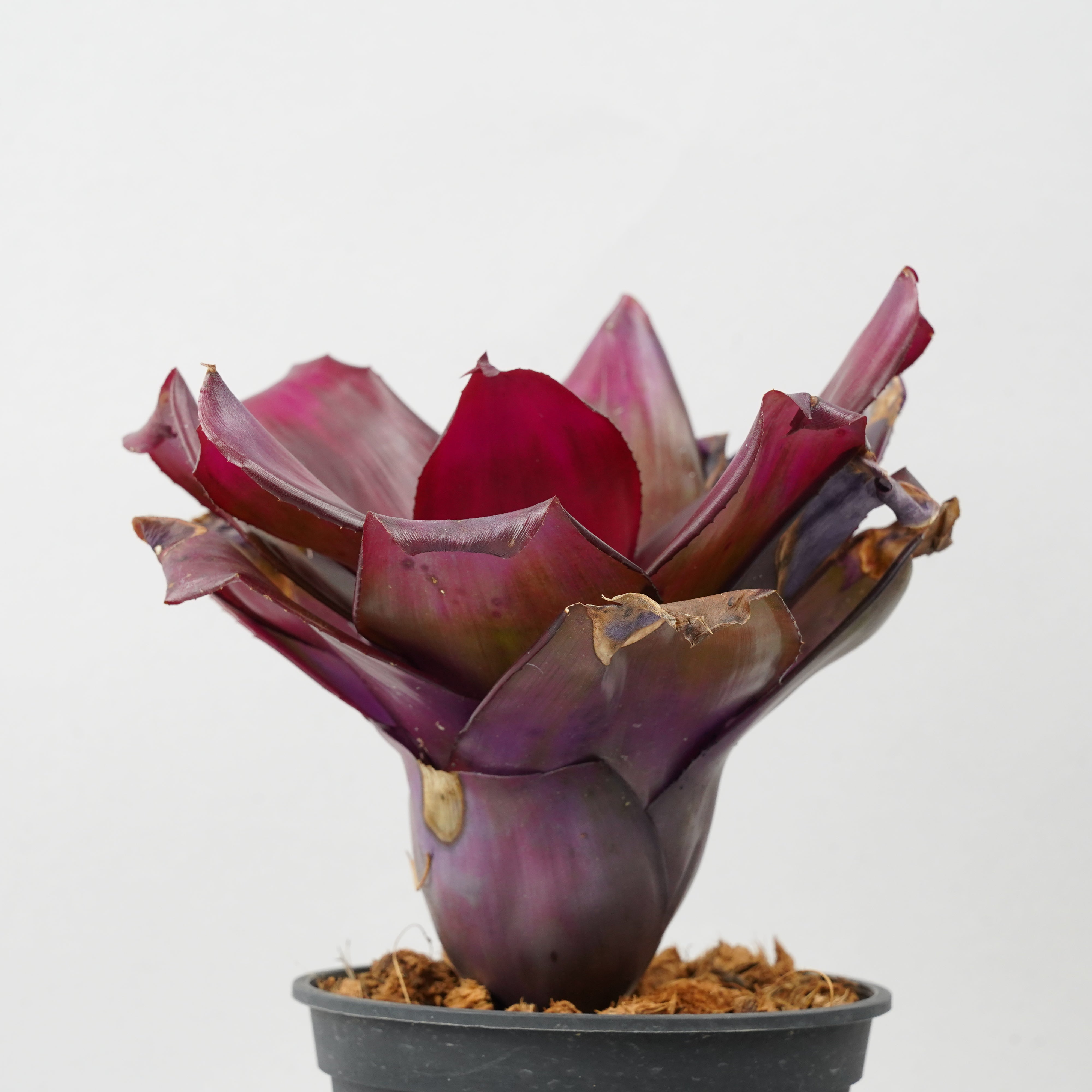BCR Bromeliad Cultivar Register>