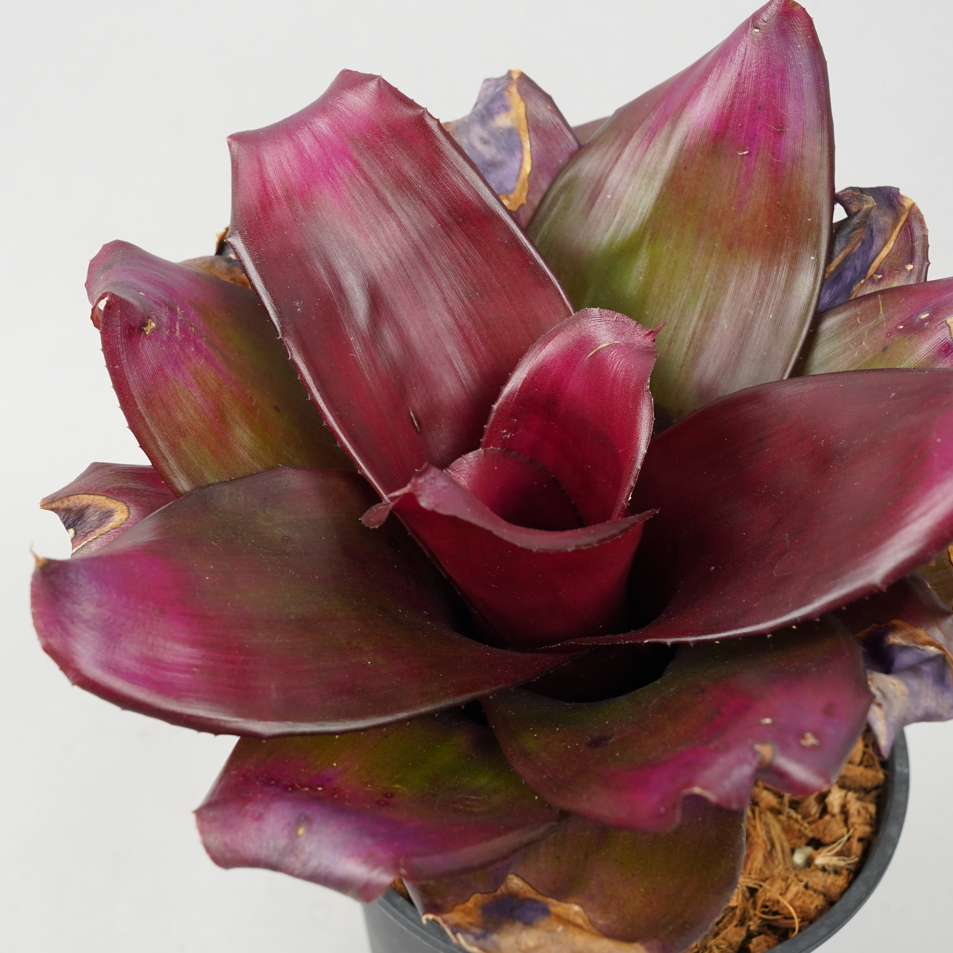 Neoregelia 'High Voltage' – bromeliad.com