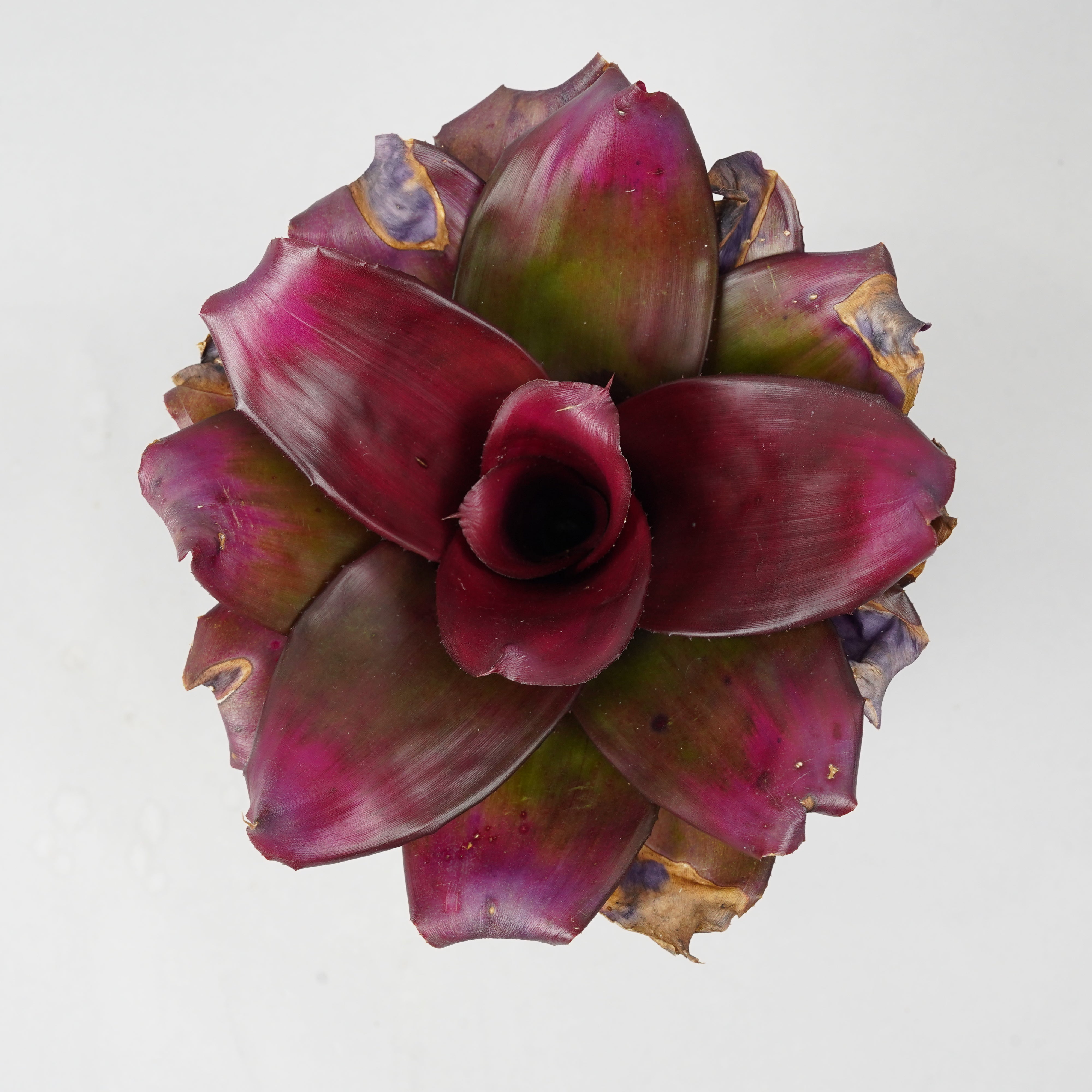ネオレゲリア ハイブリッド パープル 「Neoregelia 'Hybrid
