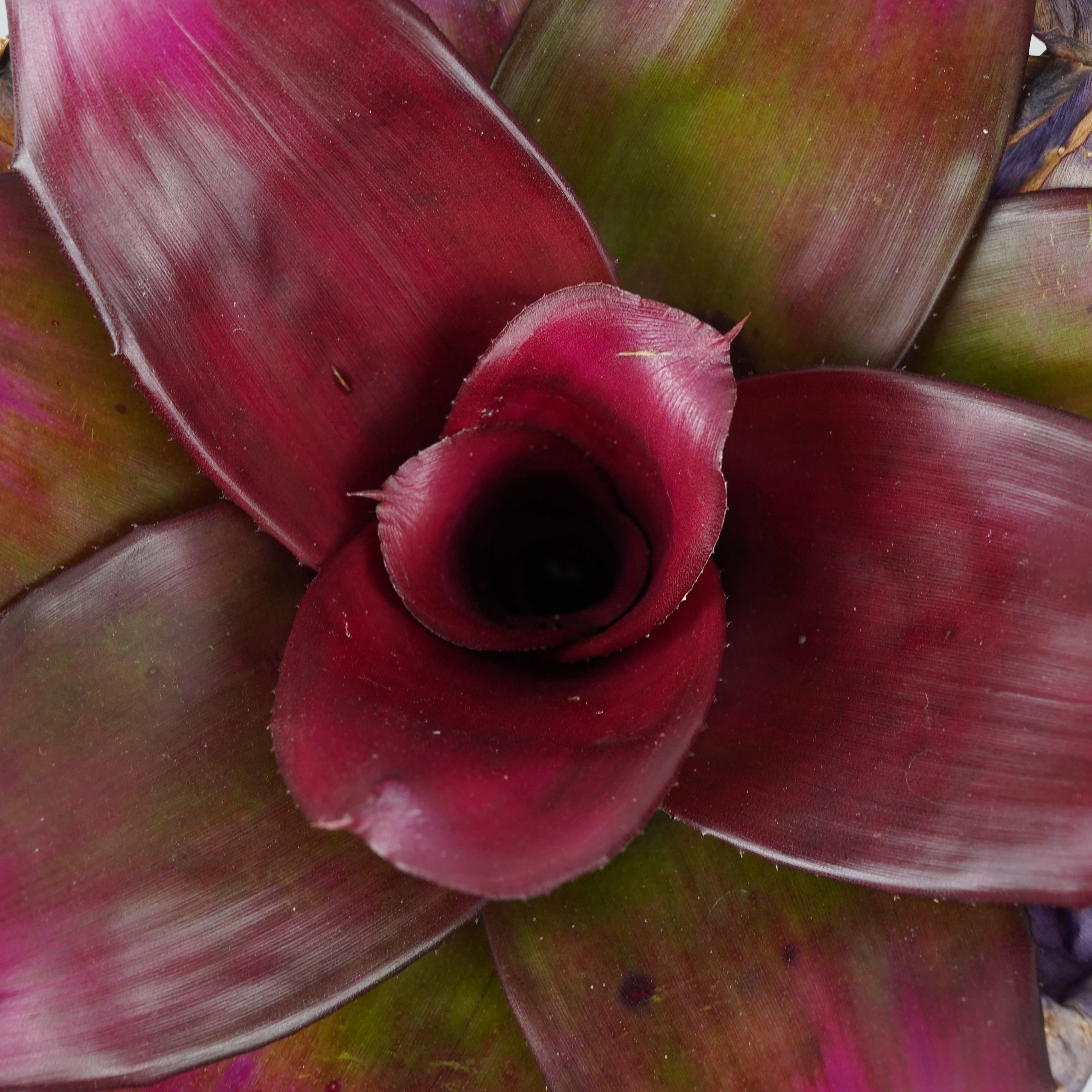 ネオレゲリア ハイブリッド パープル 「Neoregelia 'Hybrid