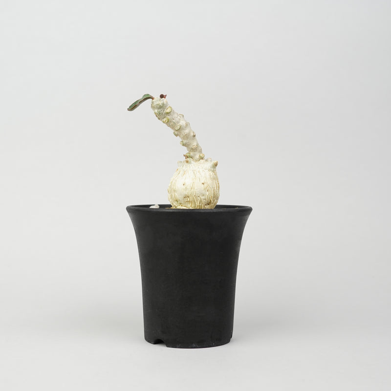 ユーフォルビア・アンボボンベンシス「Euphorbia Ambobombensis」/EU562