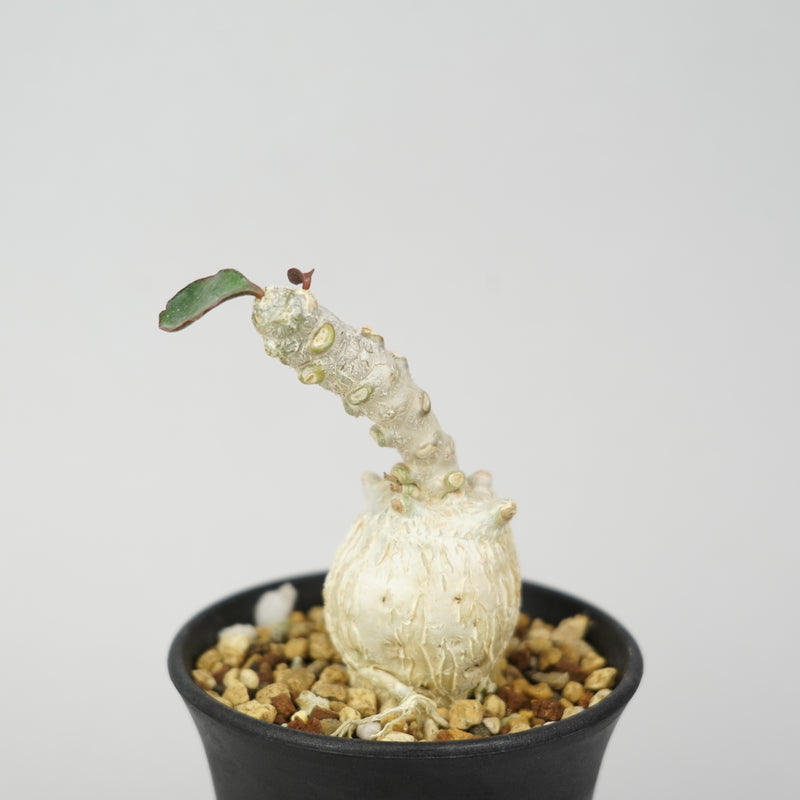 ユーフォルビア・アンボボンベンシス「Euphorbia Ambobombensis」/EU562