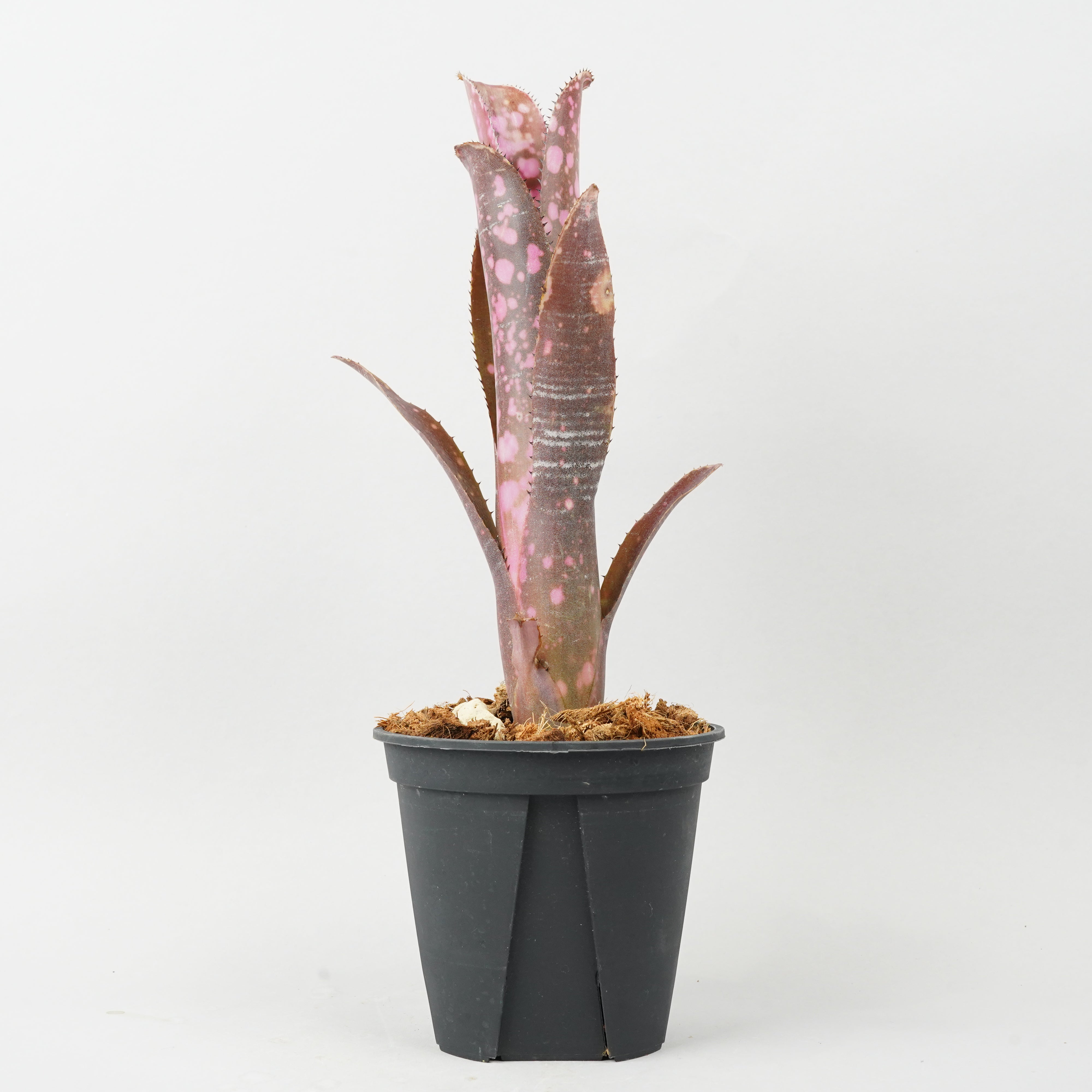 HACHI-8公式】ビルベルギア（Billbergia） -鉢と植物の専門店