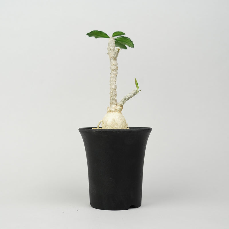 ユーフォルビア・アンボボンベンシス「Euphorbia Ambobombensis」/EU563