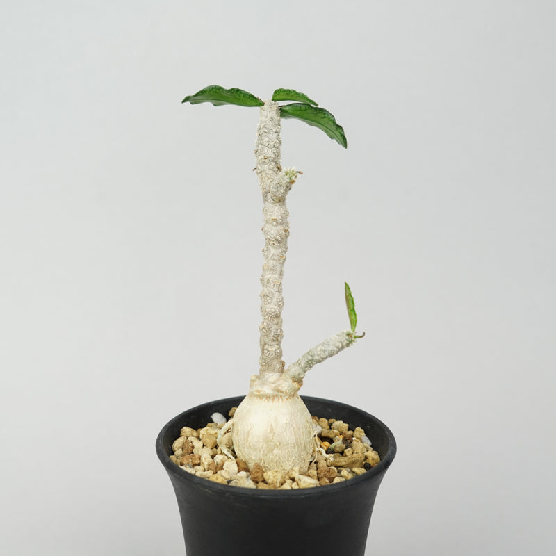 ユーフォルビア・アンボボンベンシス「Euphorbia Ambobombensis」/EU563
