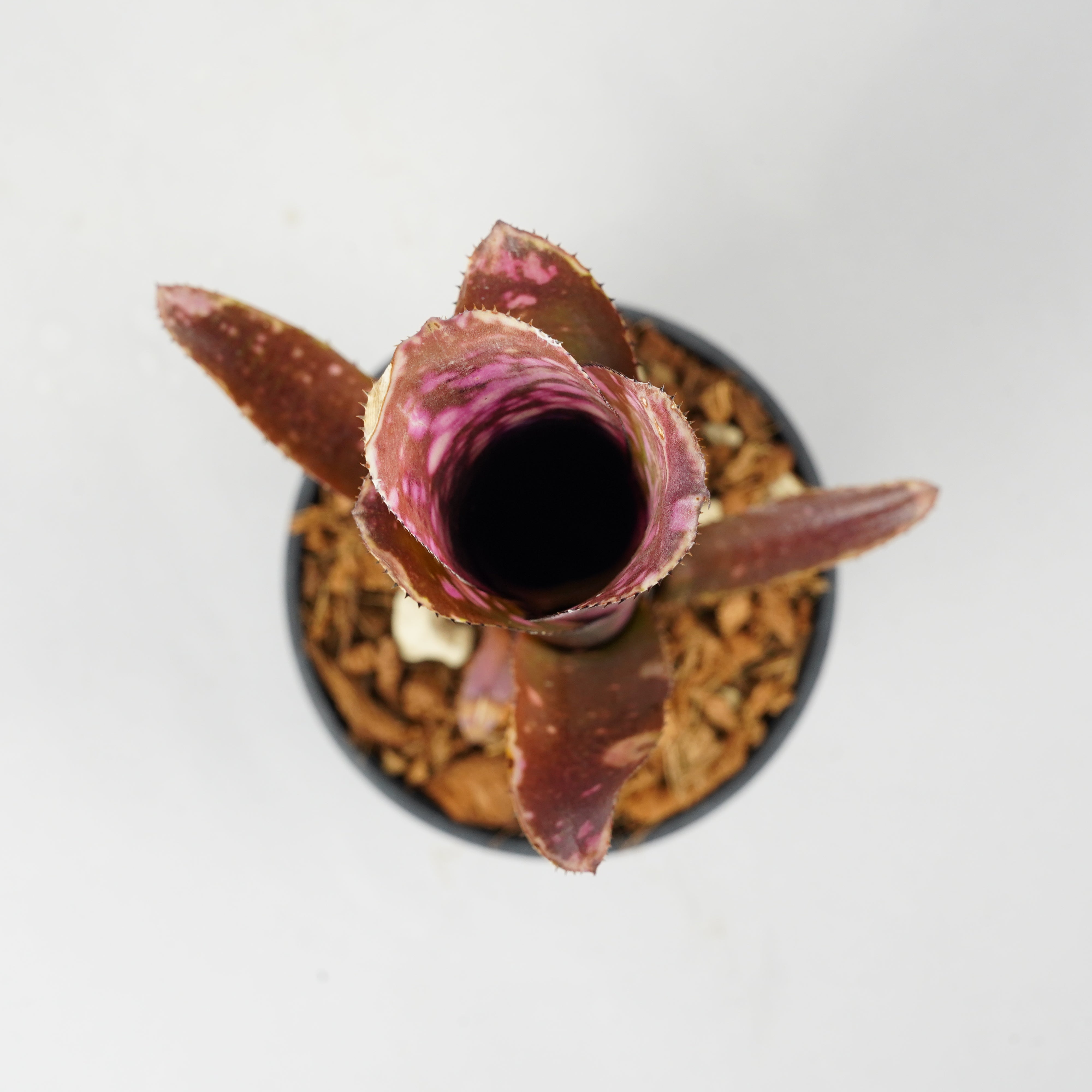 Billbergia ビルベルギア　インセンディアリーデライト ビルベルギア インセンディアリー デライト Billbergia