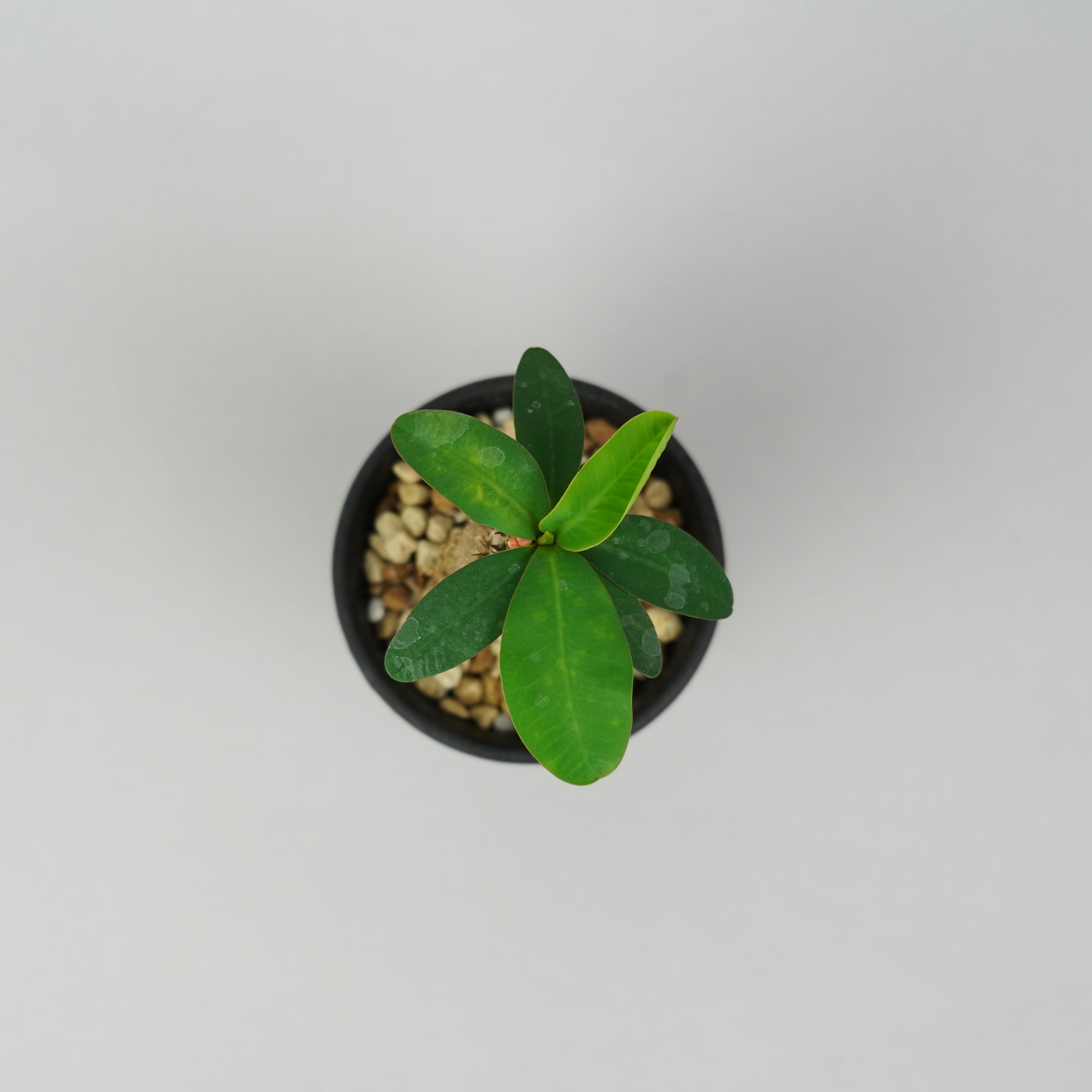 ユーフォルビア・イトレメンシス「Euphorbia Itremensis」/EU596 – Hachi-8
