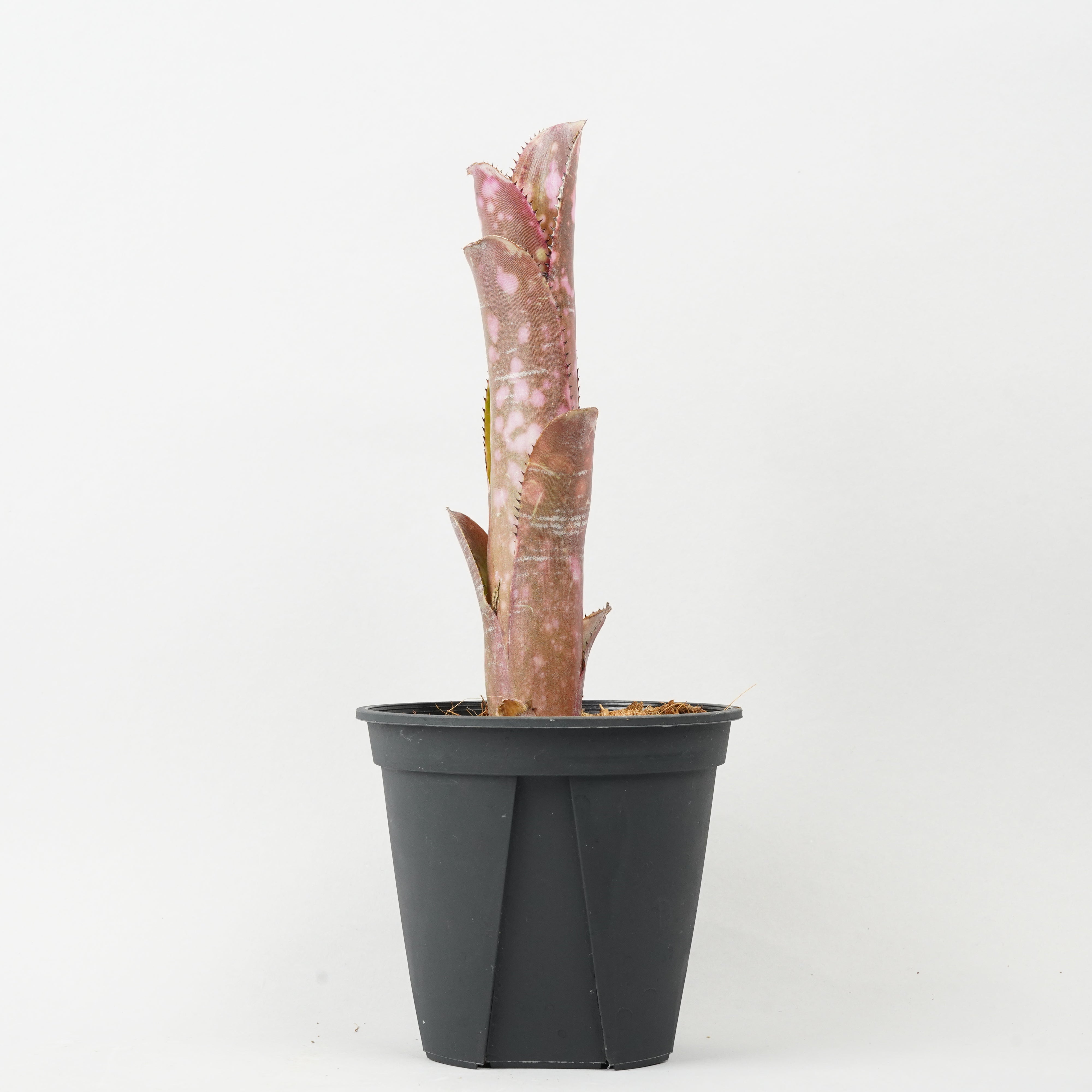 ビルベルギア インセンディアリー デライト 「Billbergia