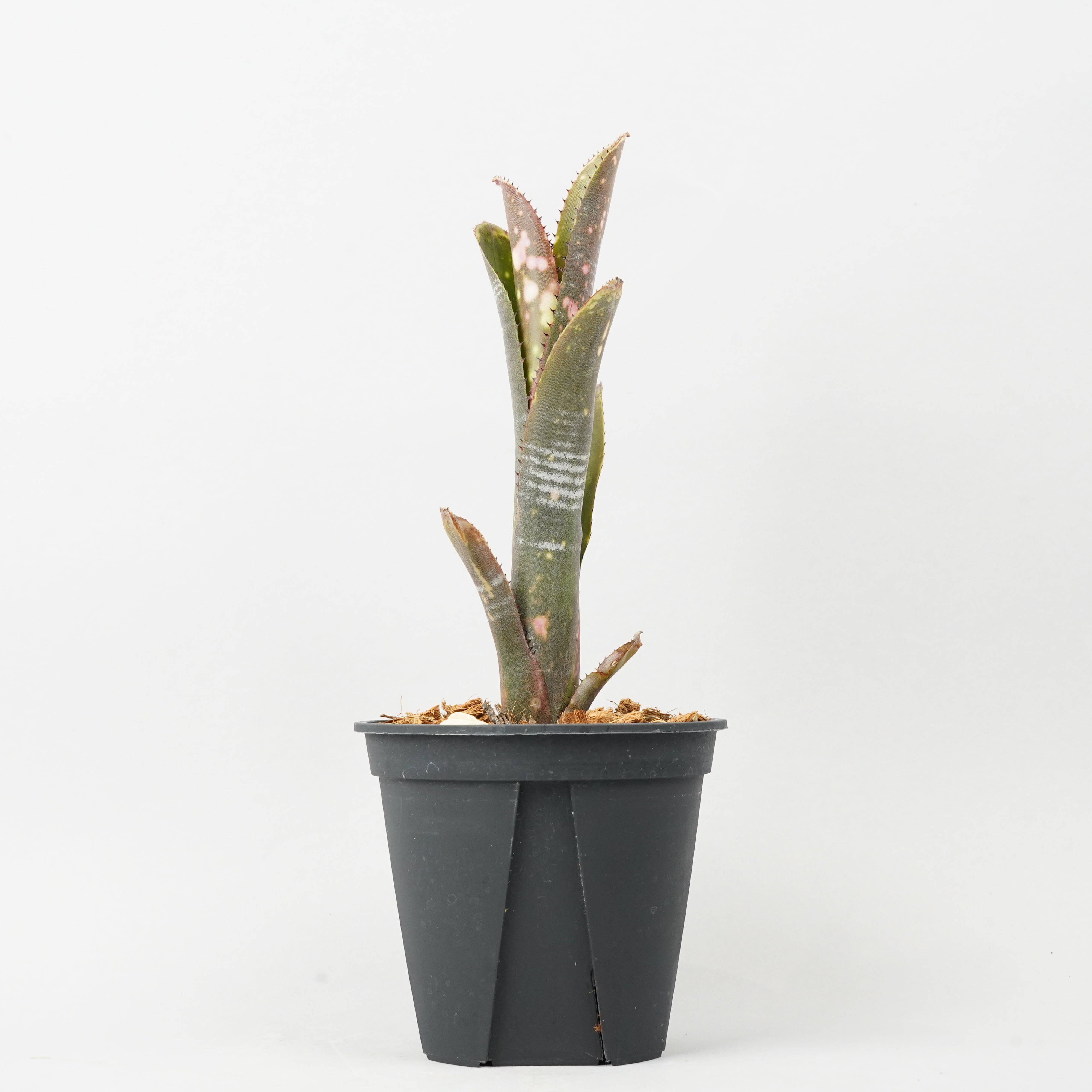 ビルベルギア インセンディアリー デライト 「Billbergia
