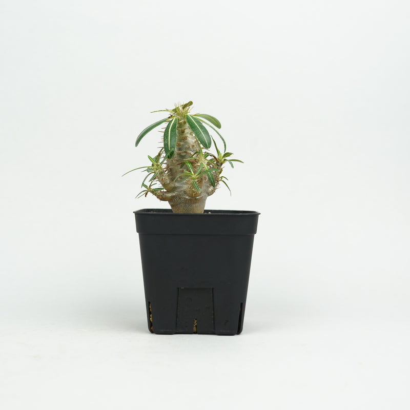 パキポディウム・カクチペス「Pachypodium cactipes」/ PA0339