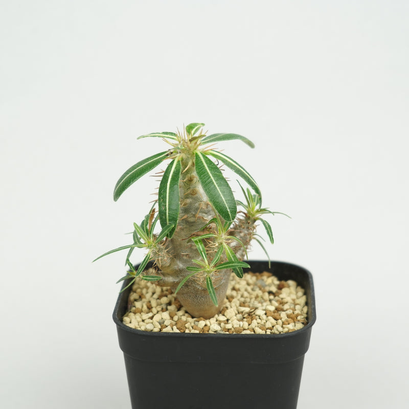 パキポディウム・カクチペス「Pachypodium cactipes」/ PA0339