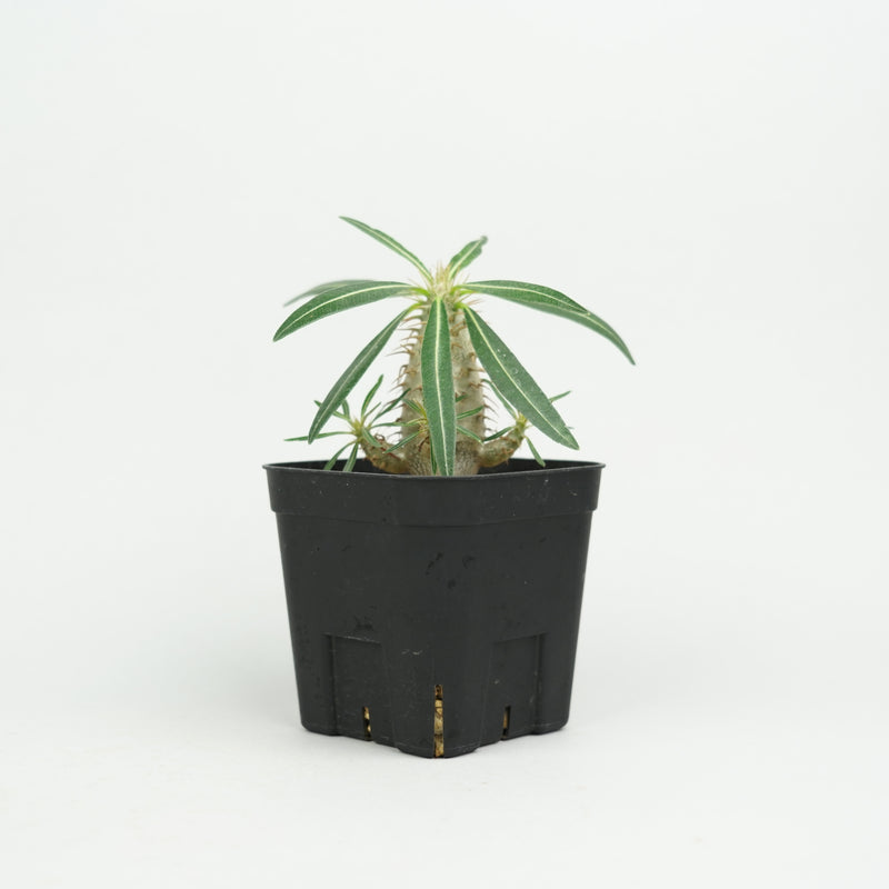 パキポディウム・カクチペス「Pachypodium cactipes」/ PA0312