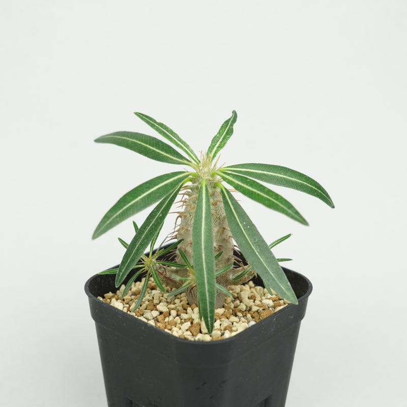 パキポディウム・カクチペス「Pachypodium cactipes」/ PA0312