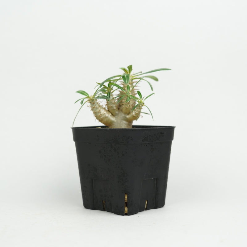 パキポディウム・カクチペス「Pachypodium cactipes」/ PA0332