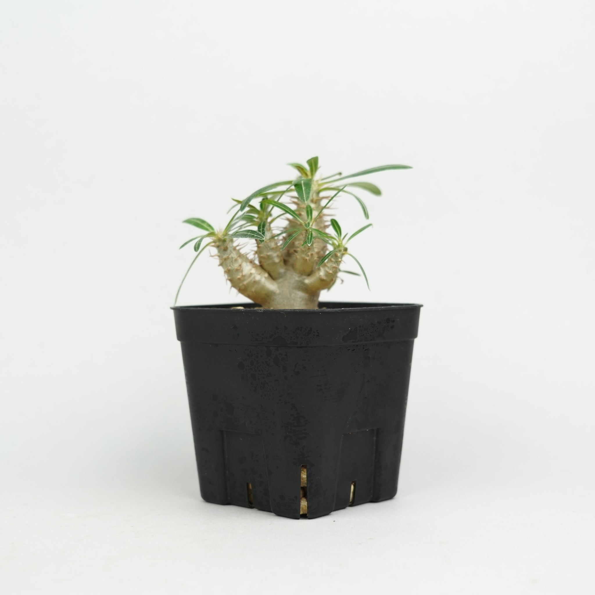 パキポディウム・カクチペス「Pachypodium cactipes」/ PA0332 – Hachi-8