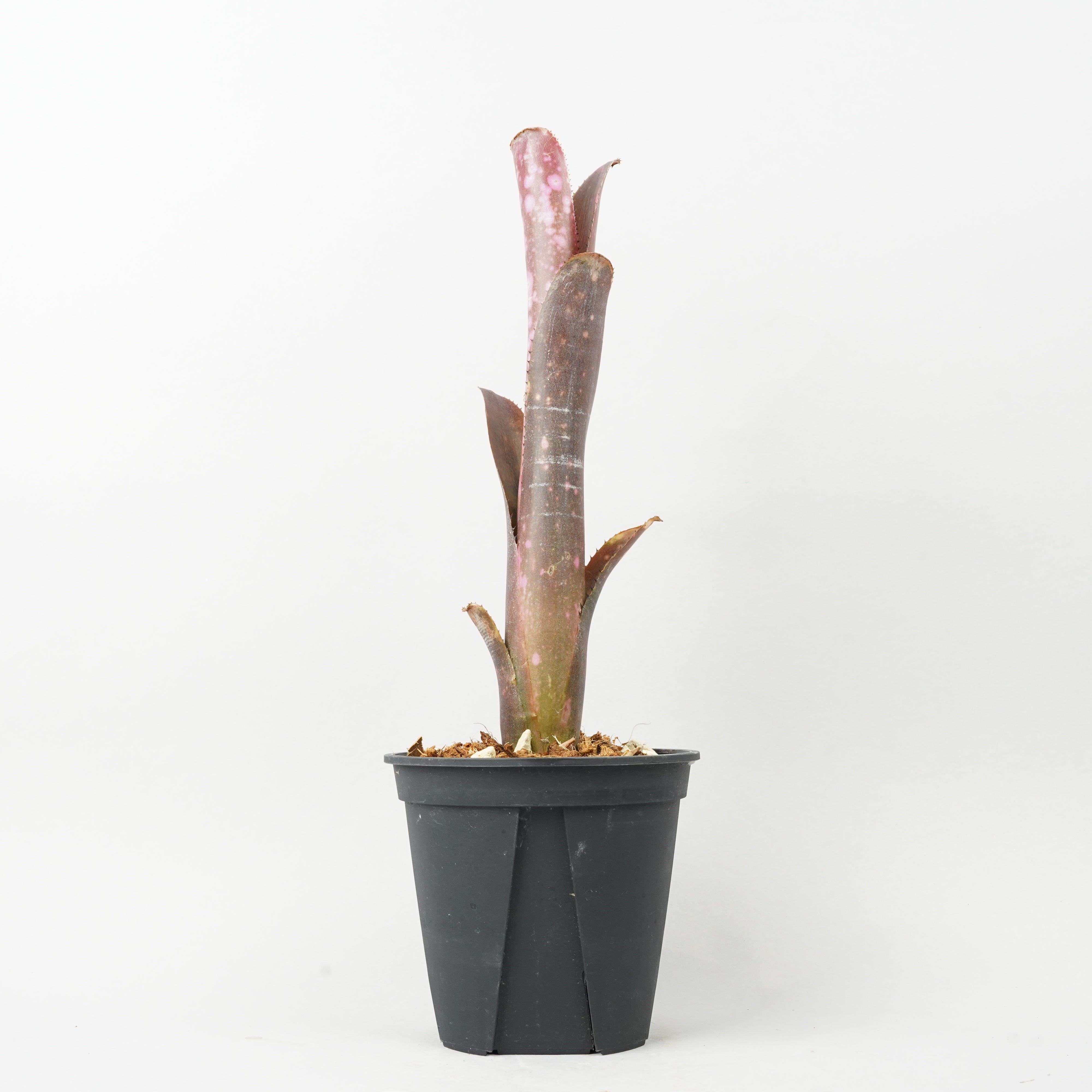Billbergia Incendiary Delight 抜き苗 Billbergia Incendiary Delight 抜き苗