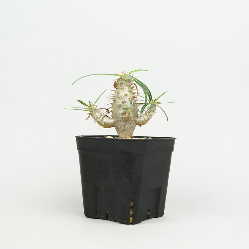 パキポディウム・カクチペス「Pachypodium cactipes」/ PA0337