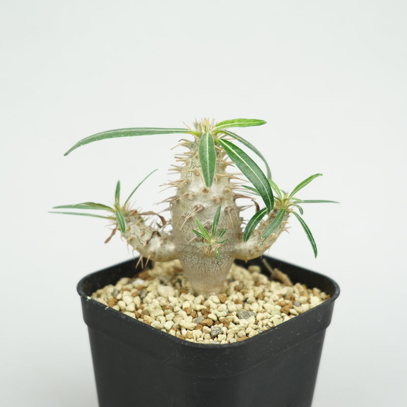 パキポディウム・カクチペス「Pachypodium cactipes」/ PA0337