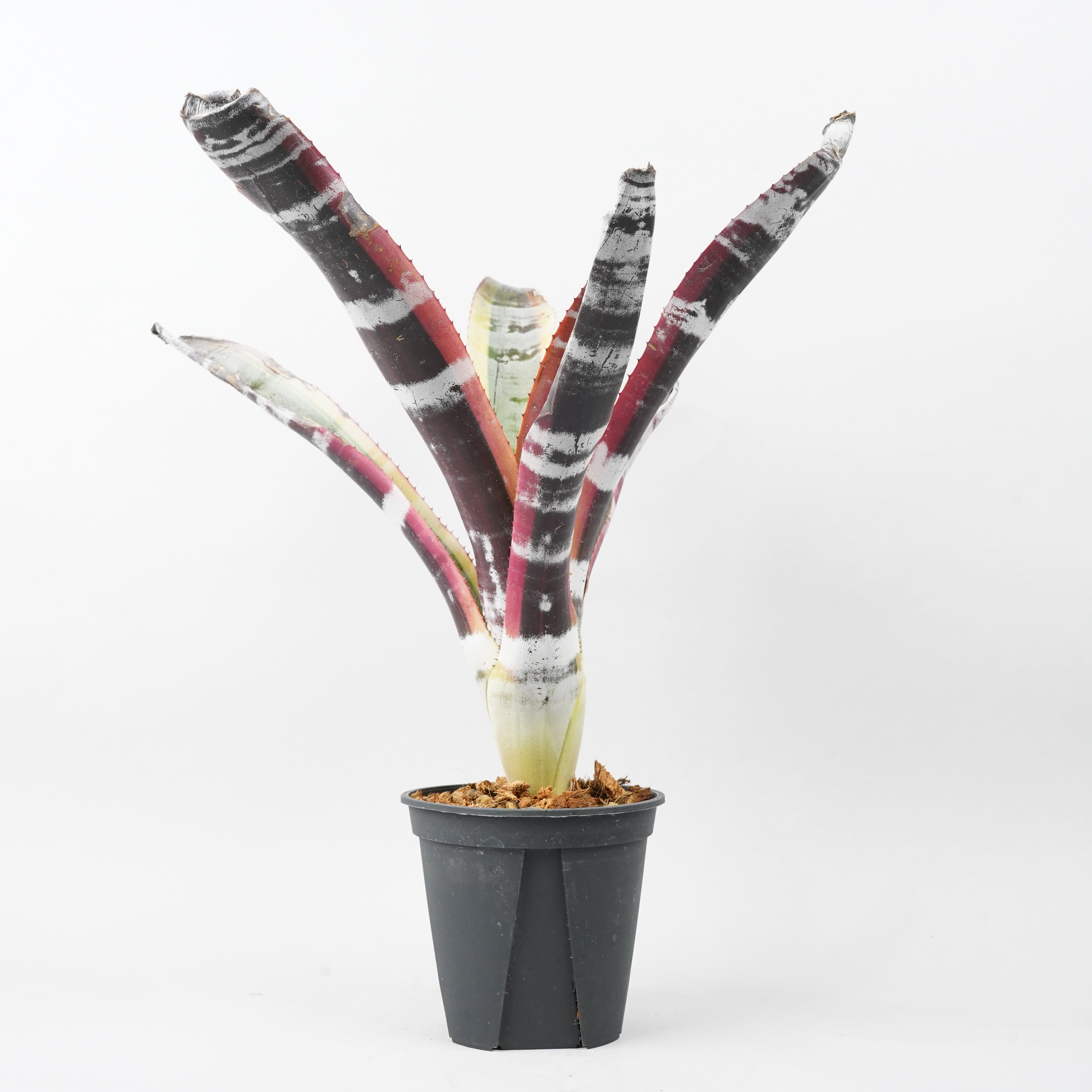 xCanmea ‘Jaspe’ 抜き苗 タンクブロメリア 観葉植物 Hohenbergia edmundoi 抜き苗 タンクブロメリア 観葉植物 - メルカリ