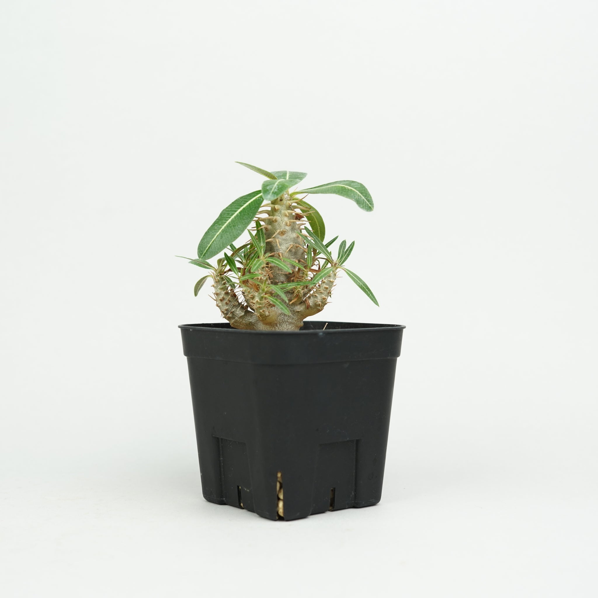 パキポディウム・カクチペス「Pachypodium cactipes」/ PA0315 – Hachi-8
