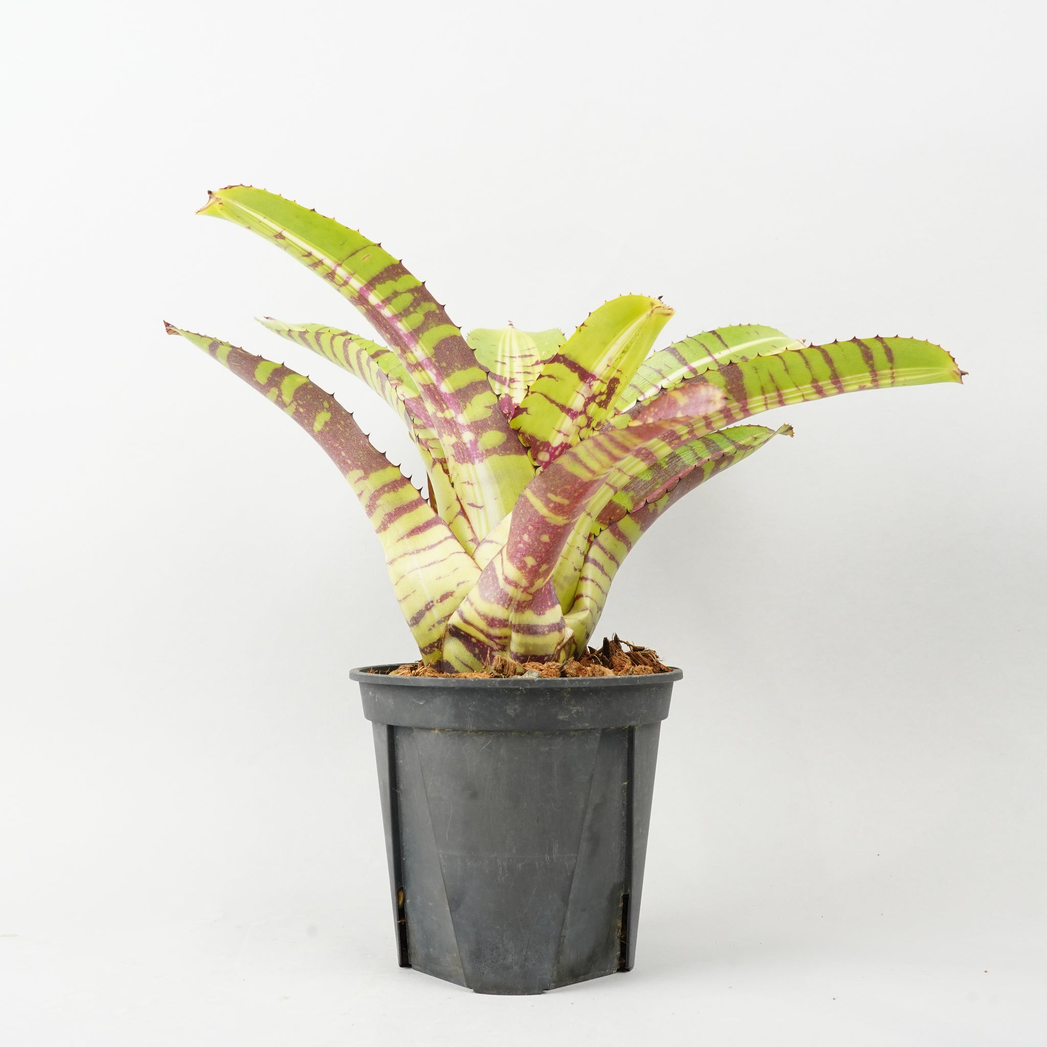 ネオレゲリア リバース タイガー 「Neoregelia Reverse Tiger」 TA0049