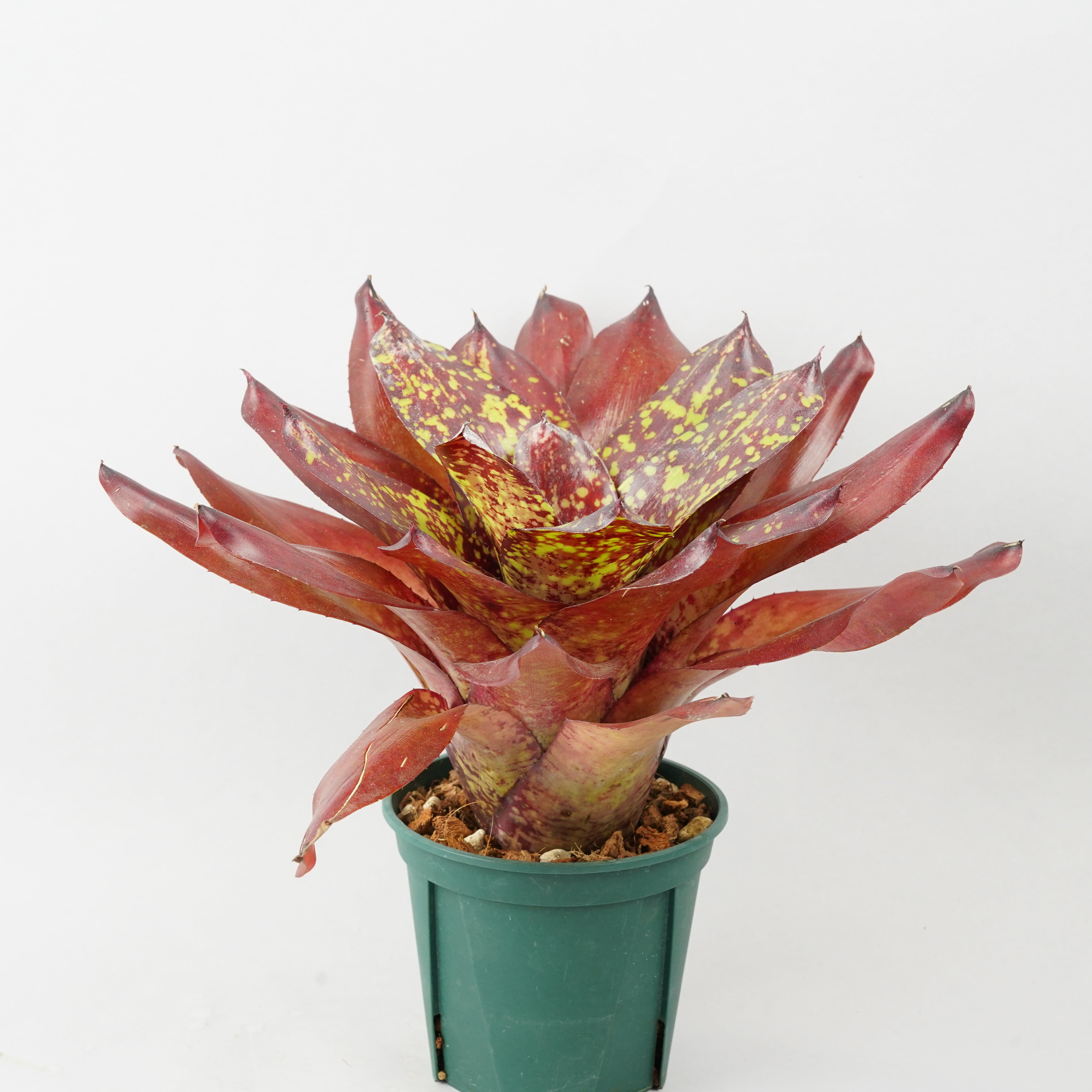 ネオレゲリア ルビー パゴダ 「Neoregelia Ruby Pagoda」 TA0047