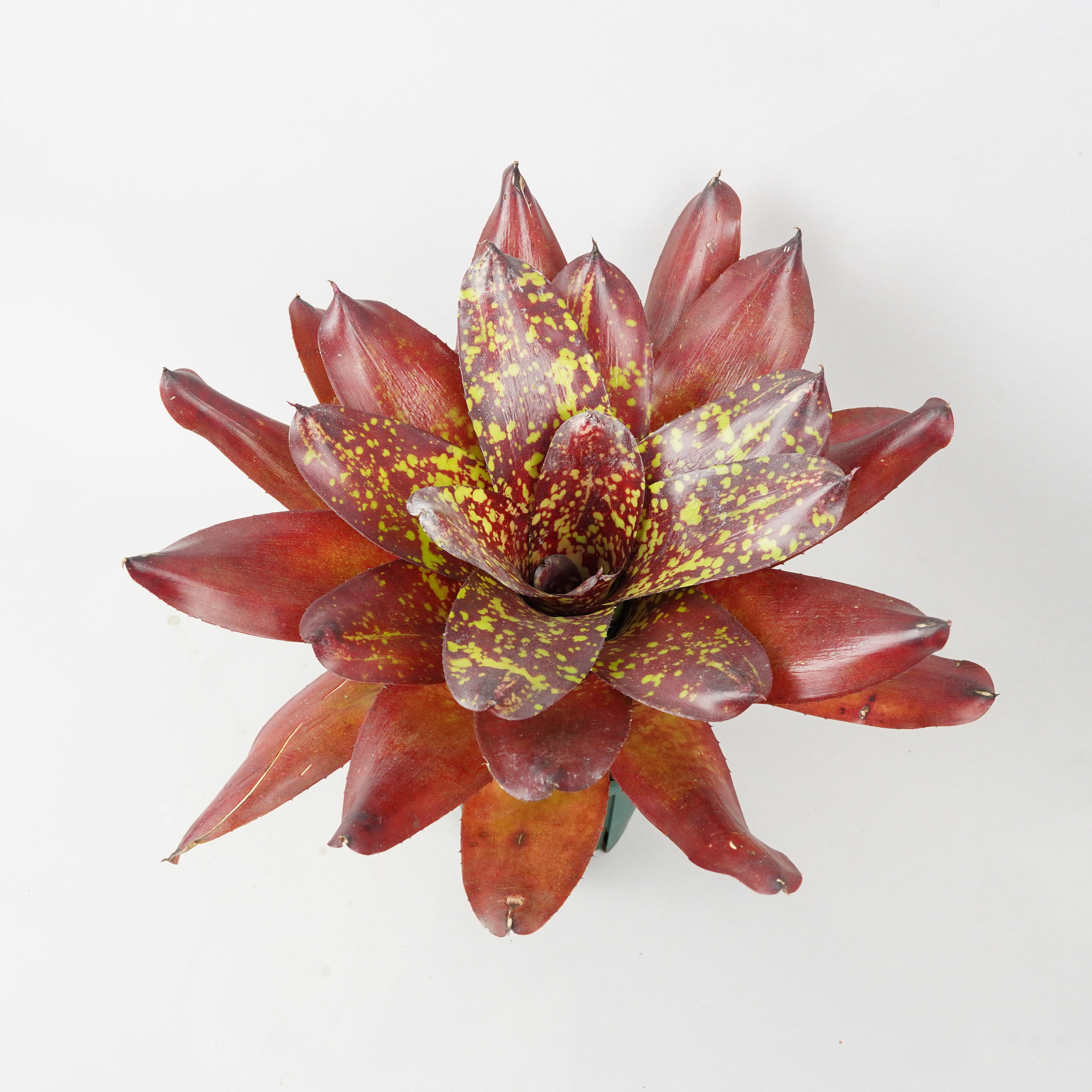 Neoregelia 'High Society'〔ネオレゲリア〕N0583 Neoregelia 'High Society'〔ネオレゲリア〕N0583
