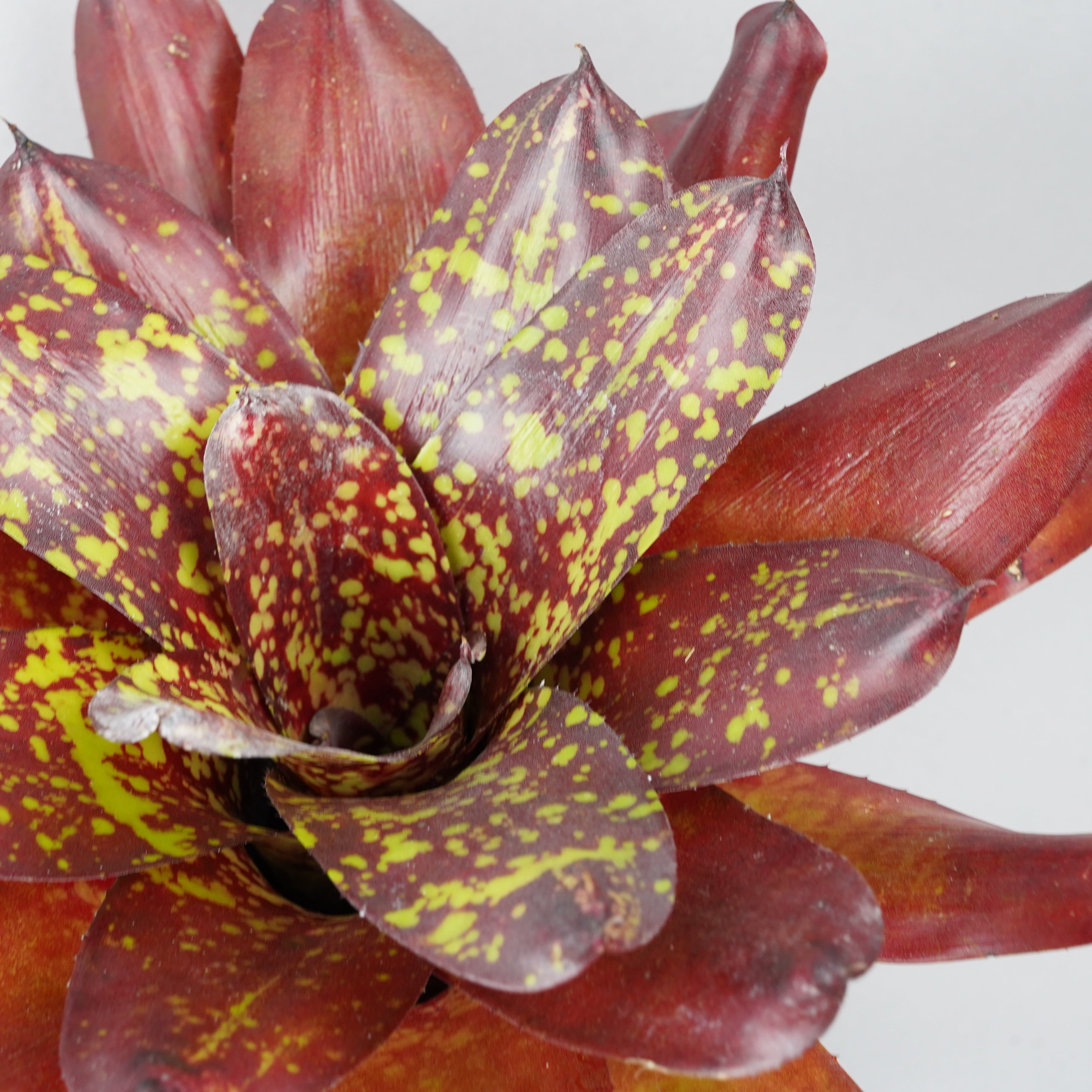 ネオレゲリア ルビー パゴダ 「Neoregelia Ruby Pagoda」 TA0047