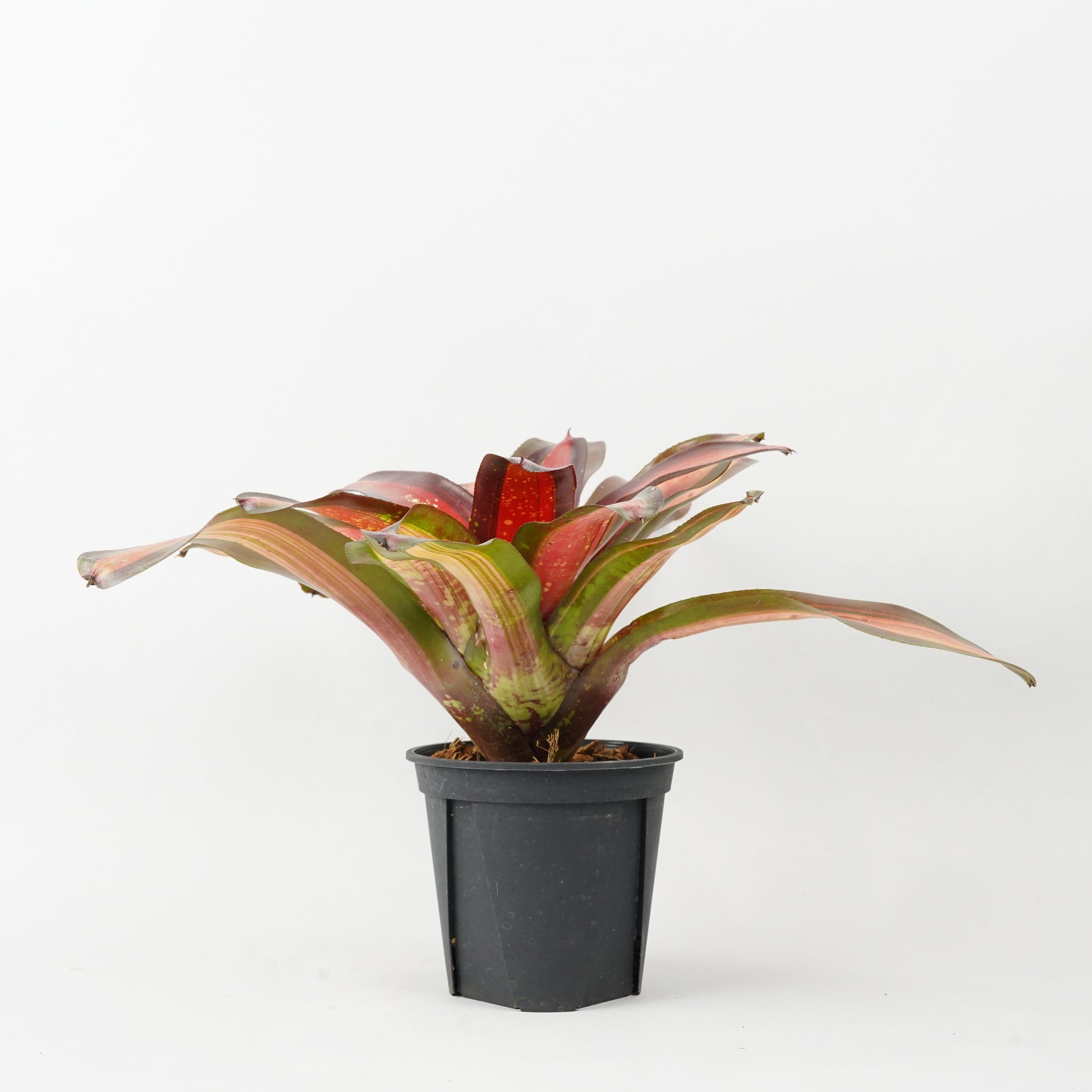 ネオレゲリア ピミエント 「Neoregelia Pimiento」 TA0050