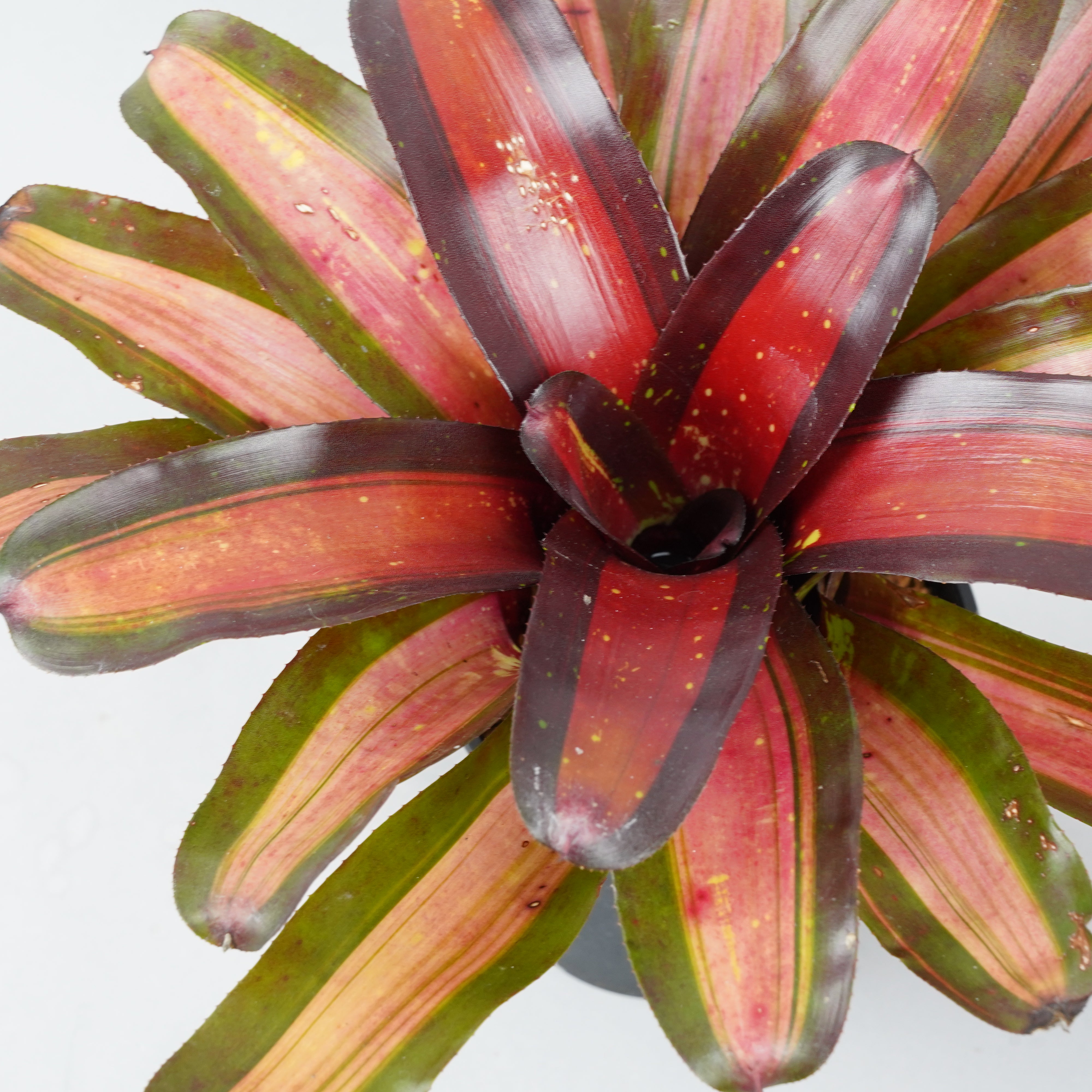 ネオレゲリア ピミエント 「Neoregelia Pimiento」 TA0050 – Hachi-8