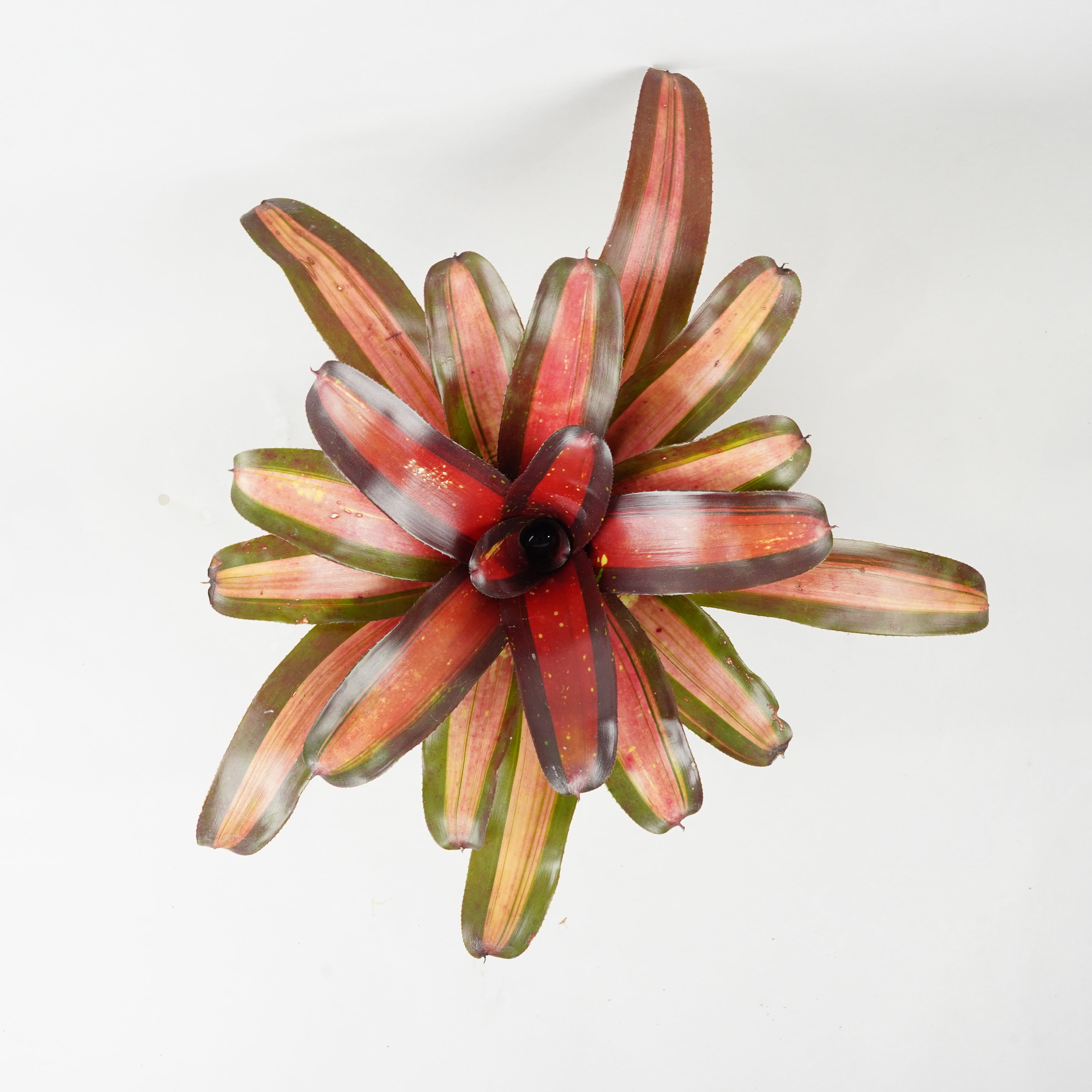 Neoregelia 'High Voltage' – bromeliad.com