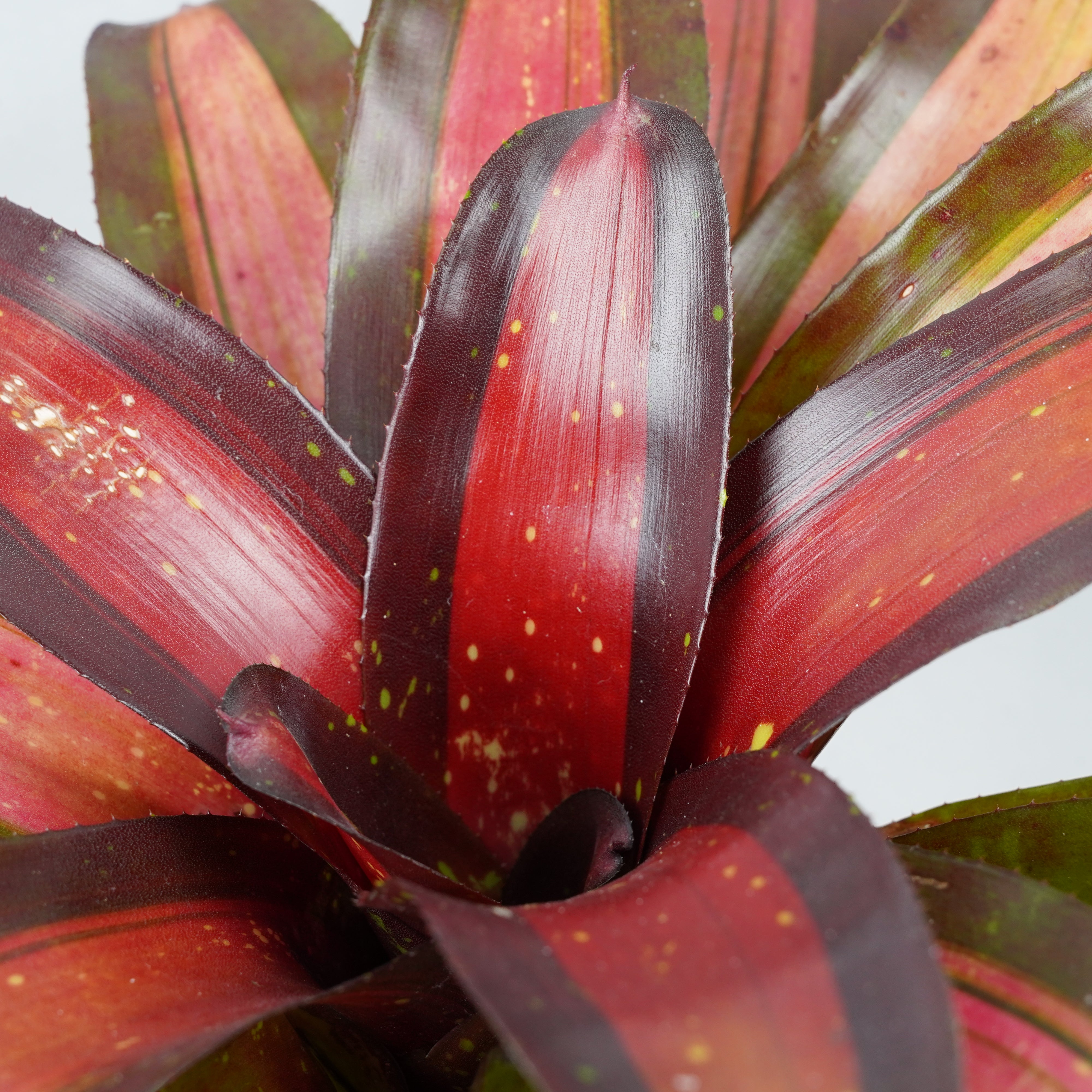 ネオレゲリア ピミエント 「Neoregelia Pimiento」 TA0050 – Hachi-8