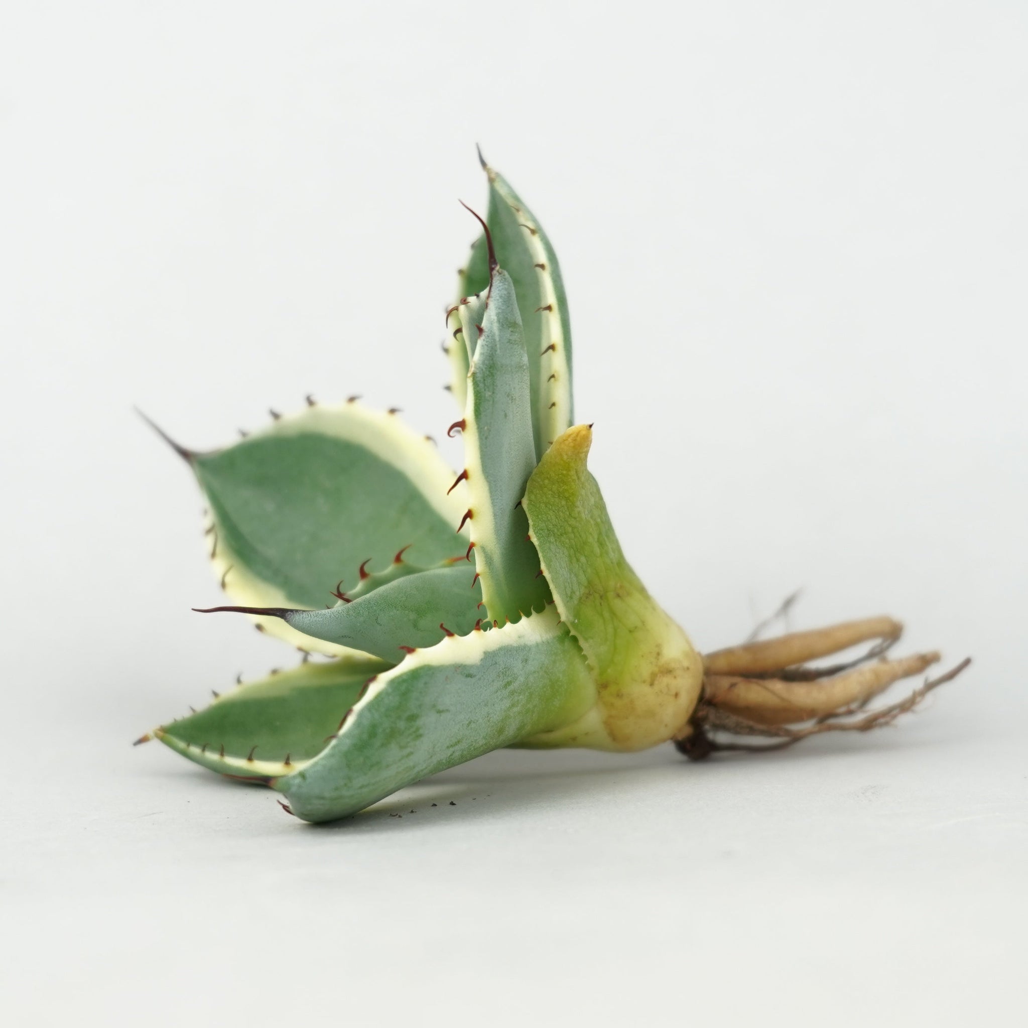 植物/アガベ/すべて – Hachi-8