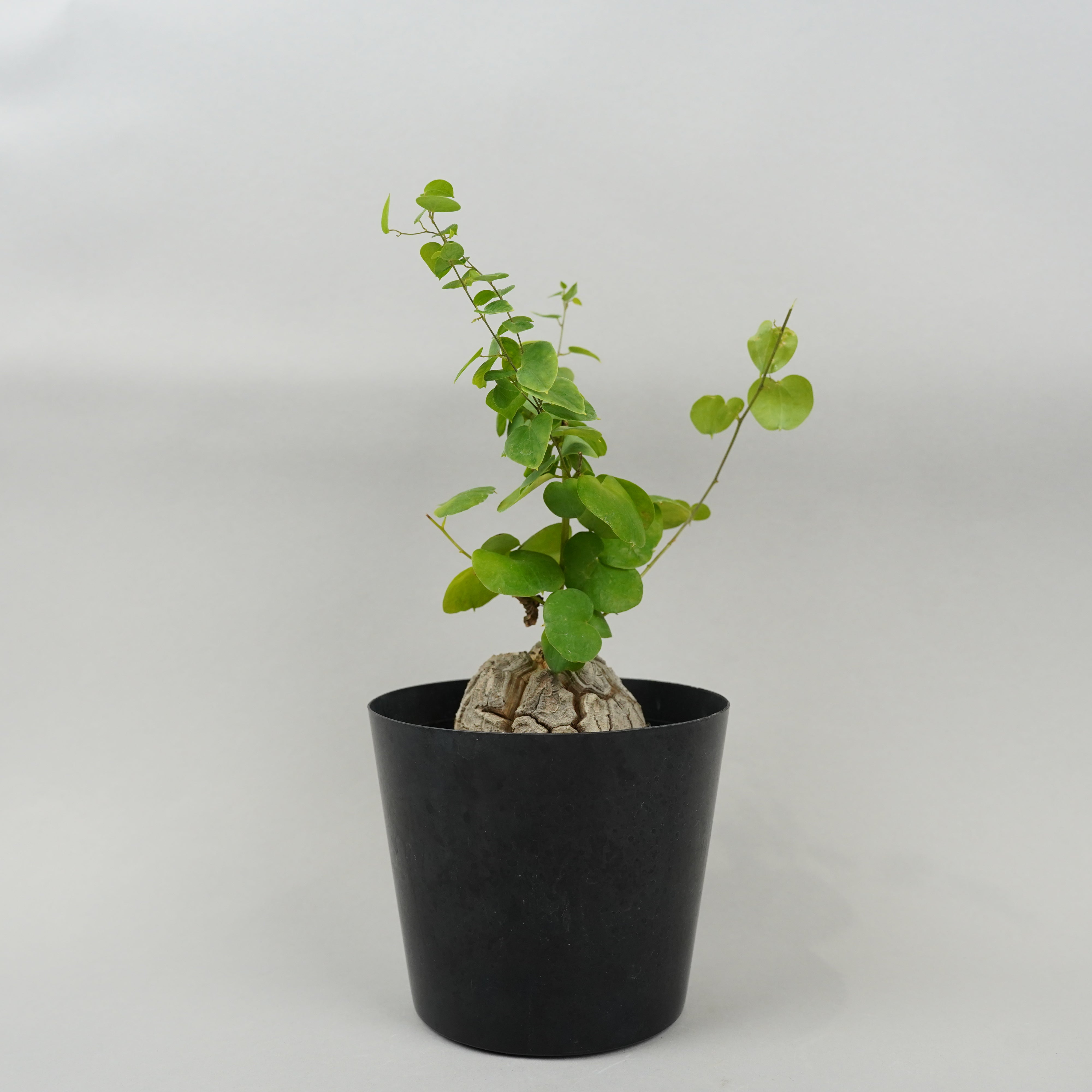 亀甲竜 – Hachi-8