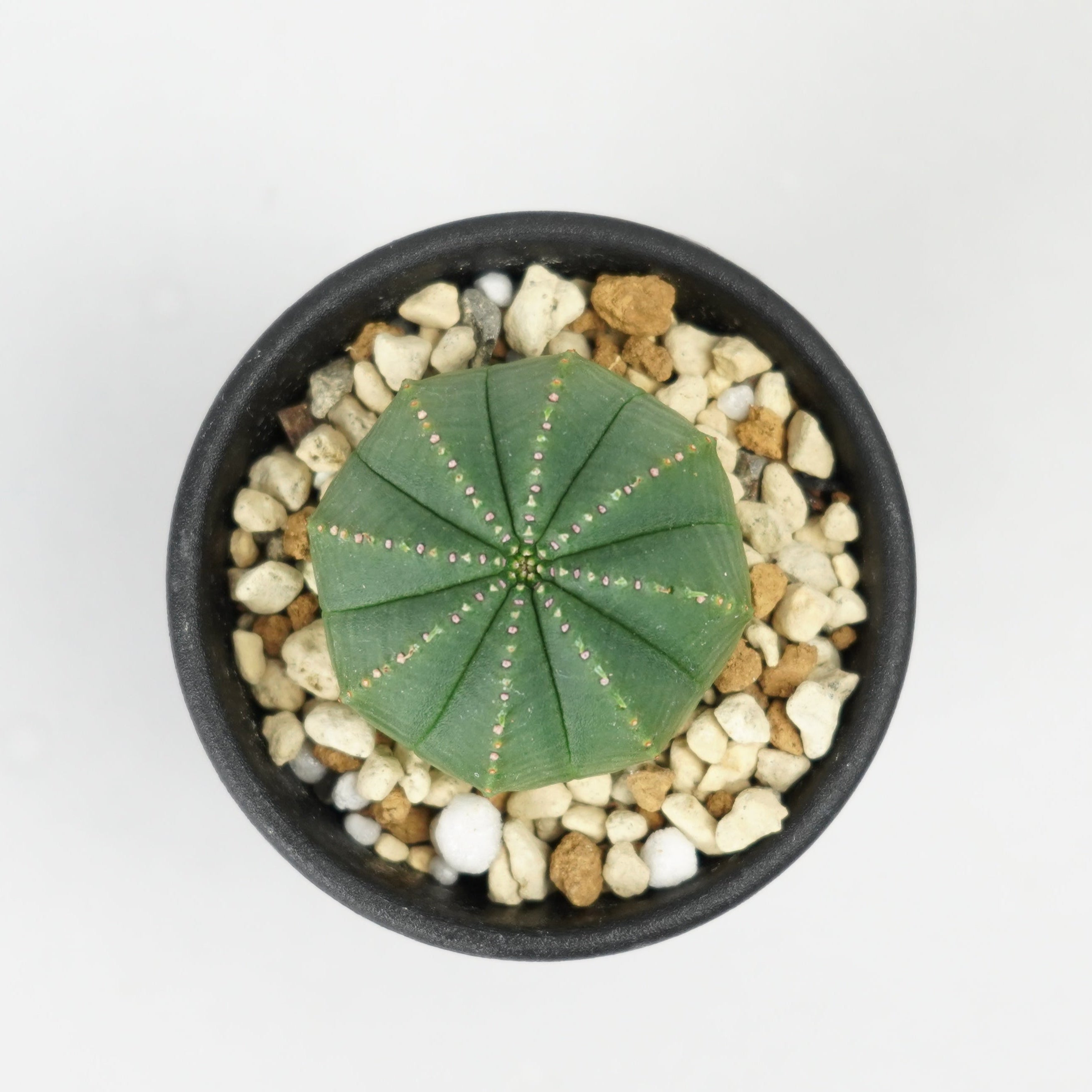 ユーフォルビア・オベサ「Euphorbia Obesa」/EU469 – Hachi-8