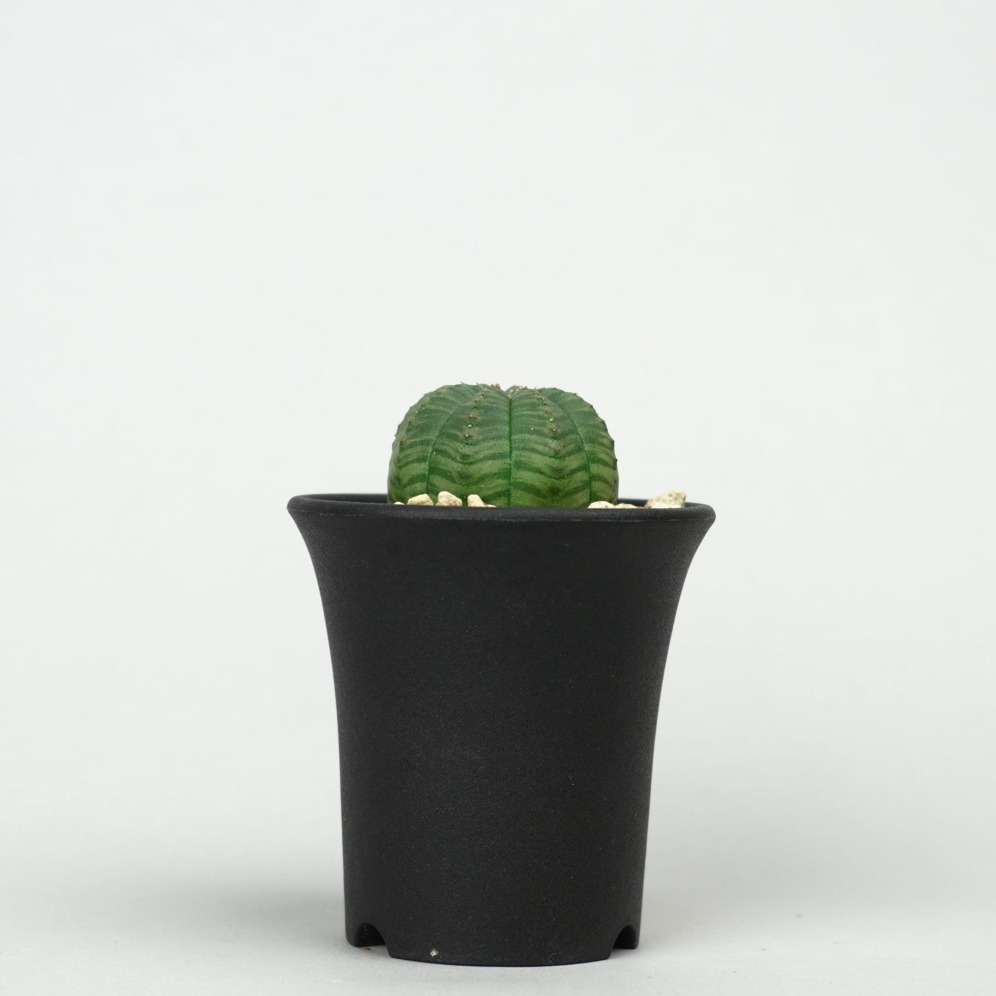 ユーフォルビア・オベサ「Euphorbia Obesa」/EU459