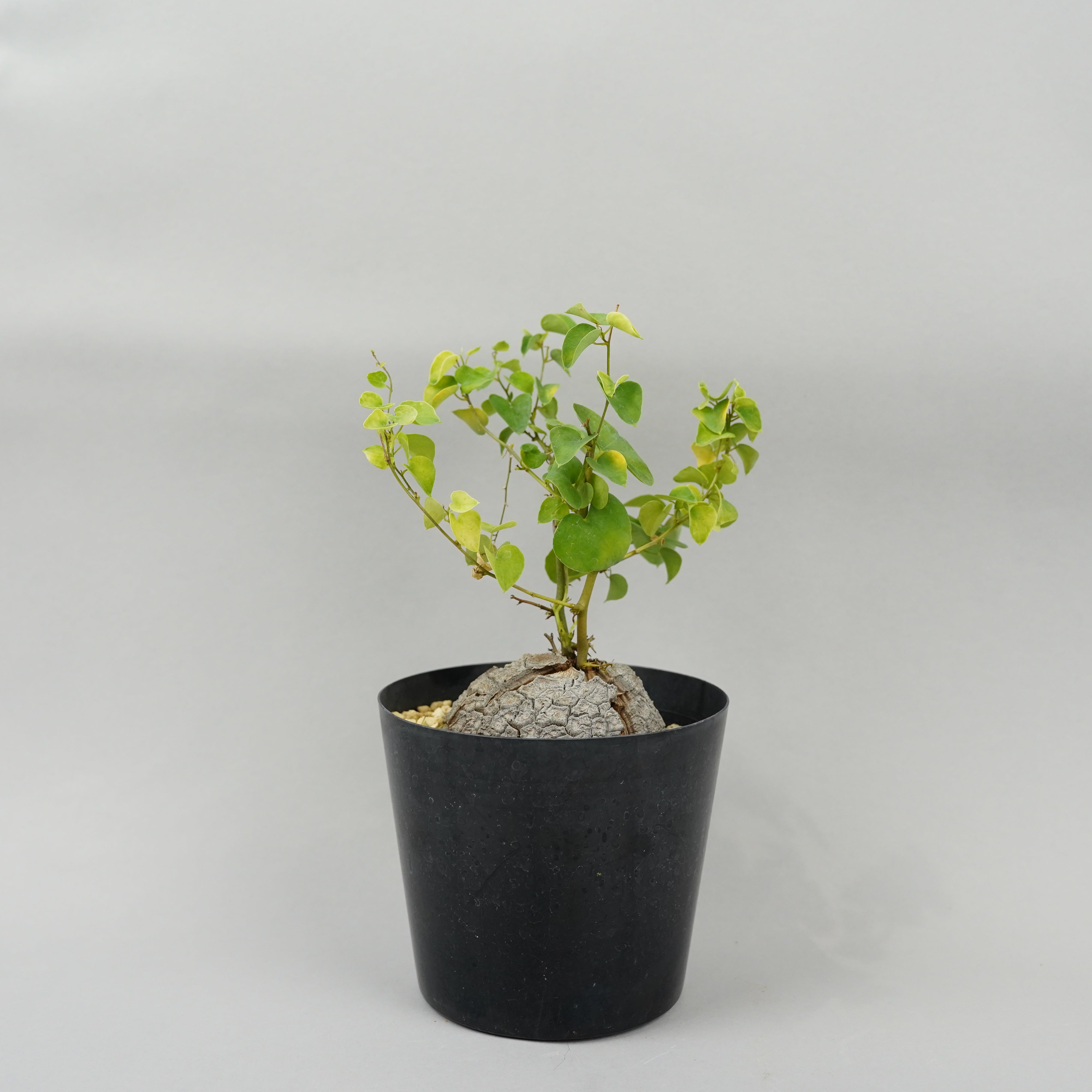 nicemiddle　ブーファン 亀甲竜 パキプス鉢付き　3点11000円 長谷川園芸産】亀甲竜 Dioscorea elephantipes No.3 | mana'