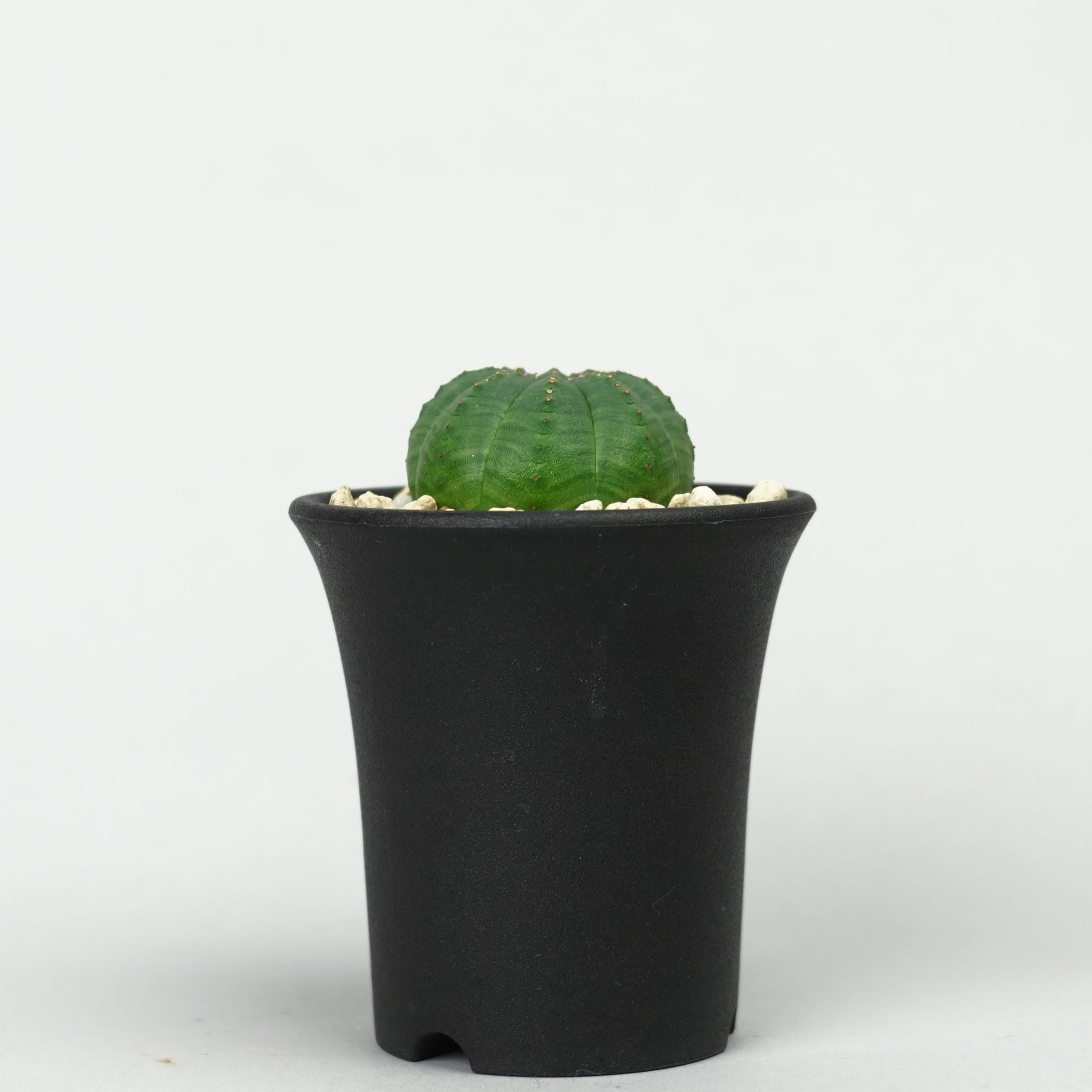ユーフォルビア・オベサ「Euphorbia Obesa」/EU458