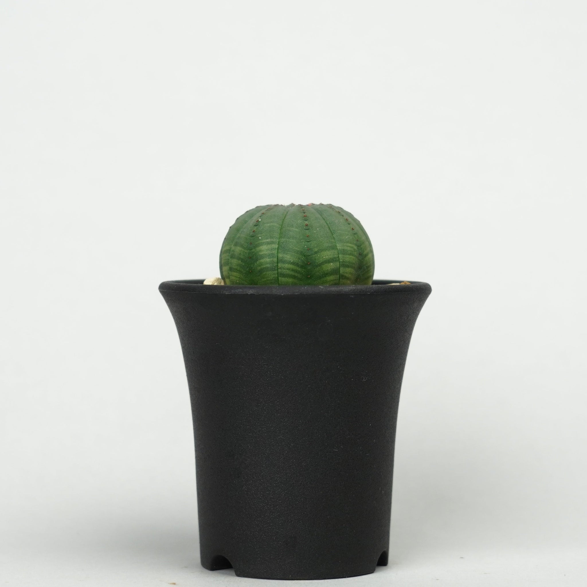ユーフォルビア・オベサ「Euphorbia Obesa」/EU471