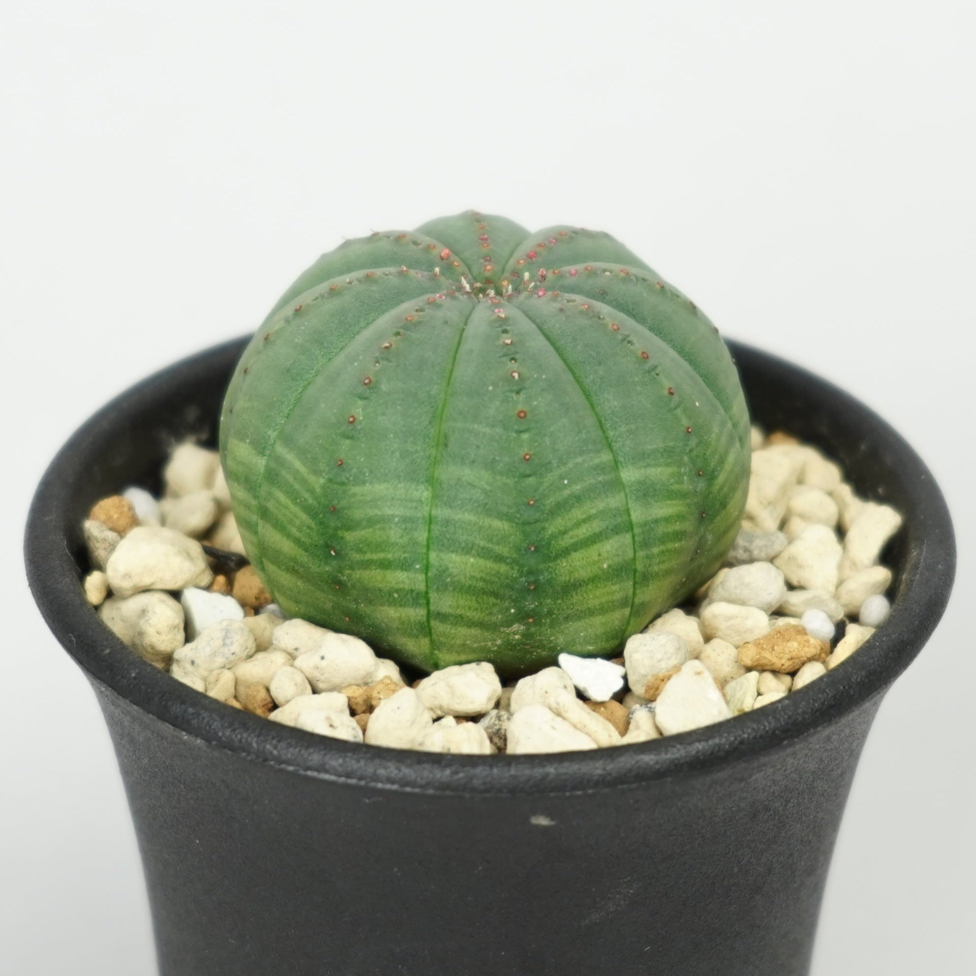 ユーフォルビア・オベサ「Euphorbia Obesa」/EU471 – Hachi-8