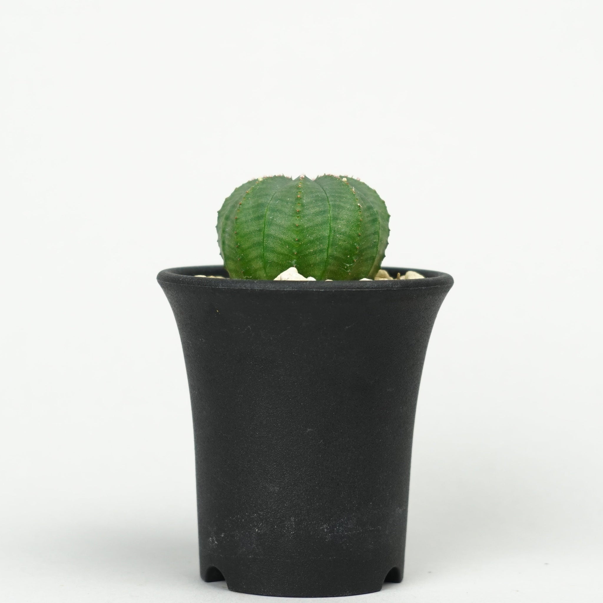 ユーフォルビア・オベサ「Euphorbia Obesa」/EU473