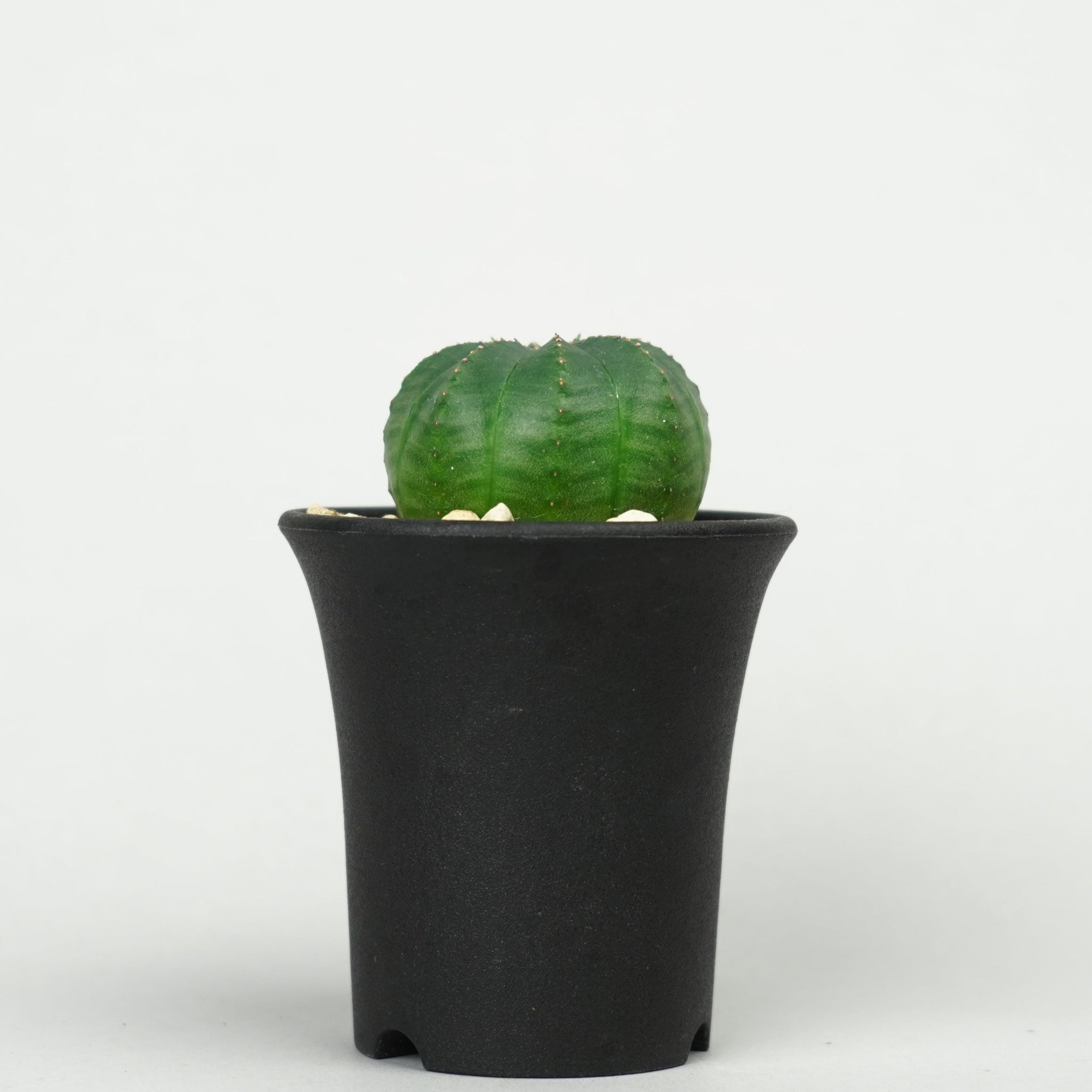 ユーフォルビア・オベサ「Euphorbia Obesa」/EU468